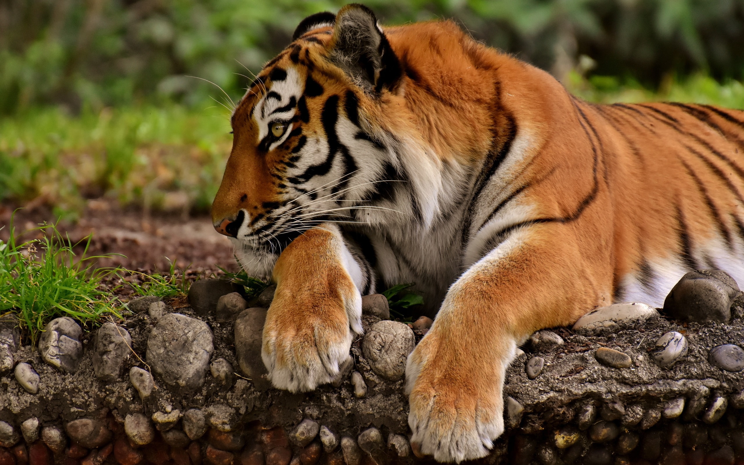 tiger, 2K, predator, paws, HD Wallpaper