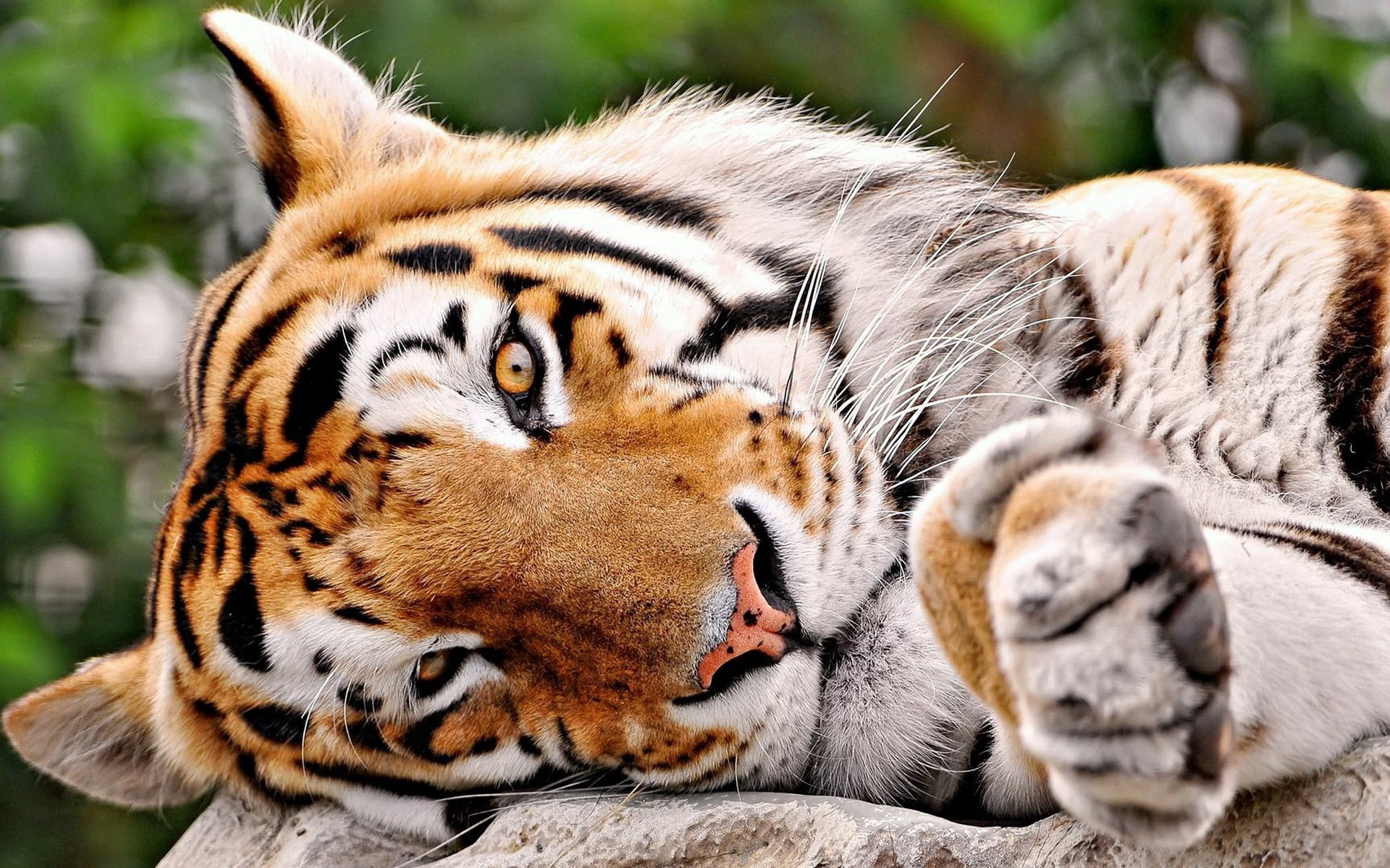 close-up, africa, feline, brown, bengal Tiger, animals In The Wild, animal, animal Head, adult, wildlife, relaxation, muzzle, no People, siberian Tiger, HD Wallpaper