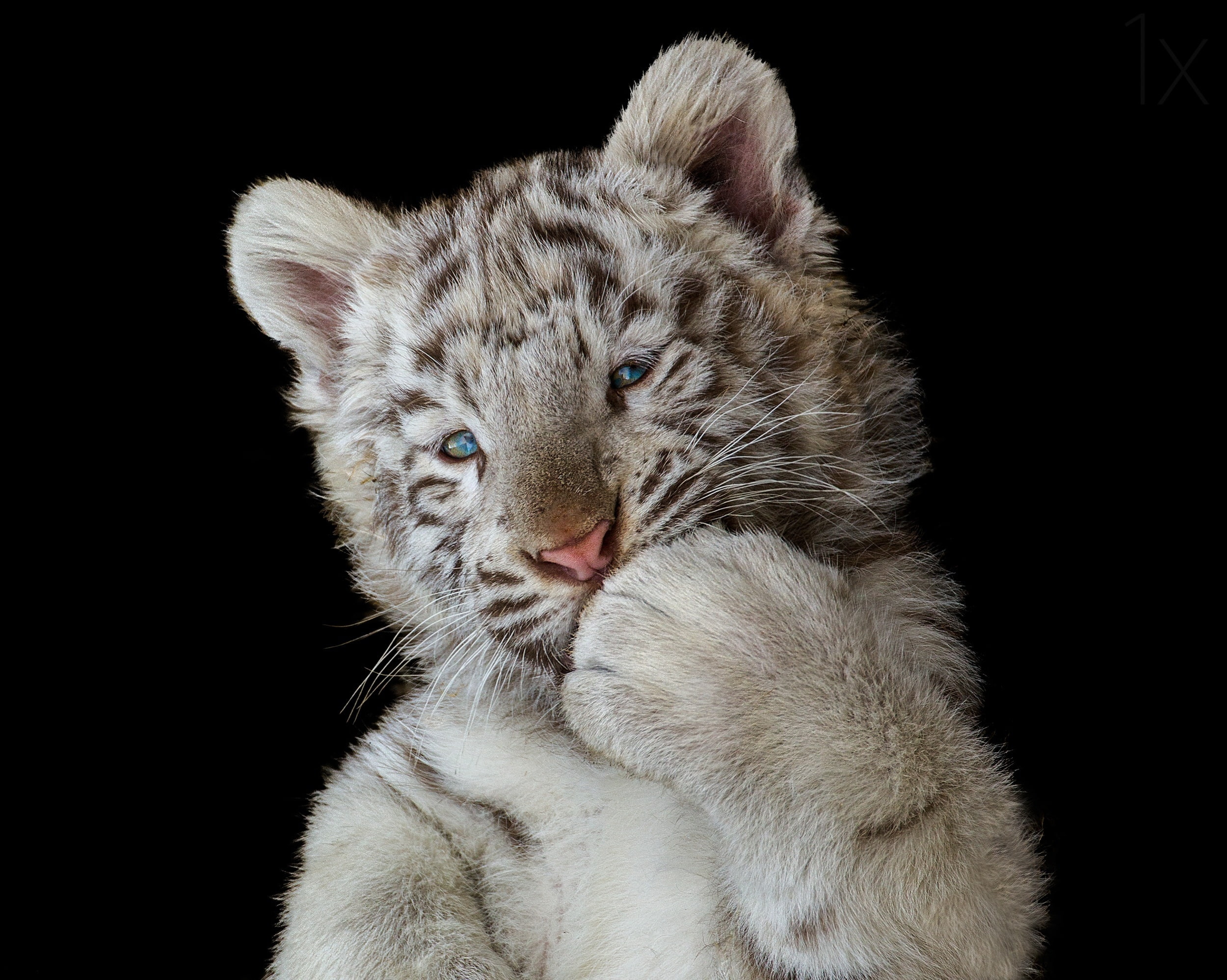 tiger, paw, black background, 1080P, the dark background, white tiger, HD Wallpaper