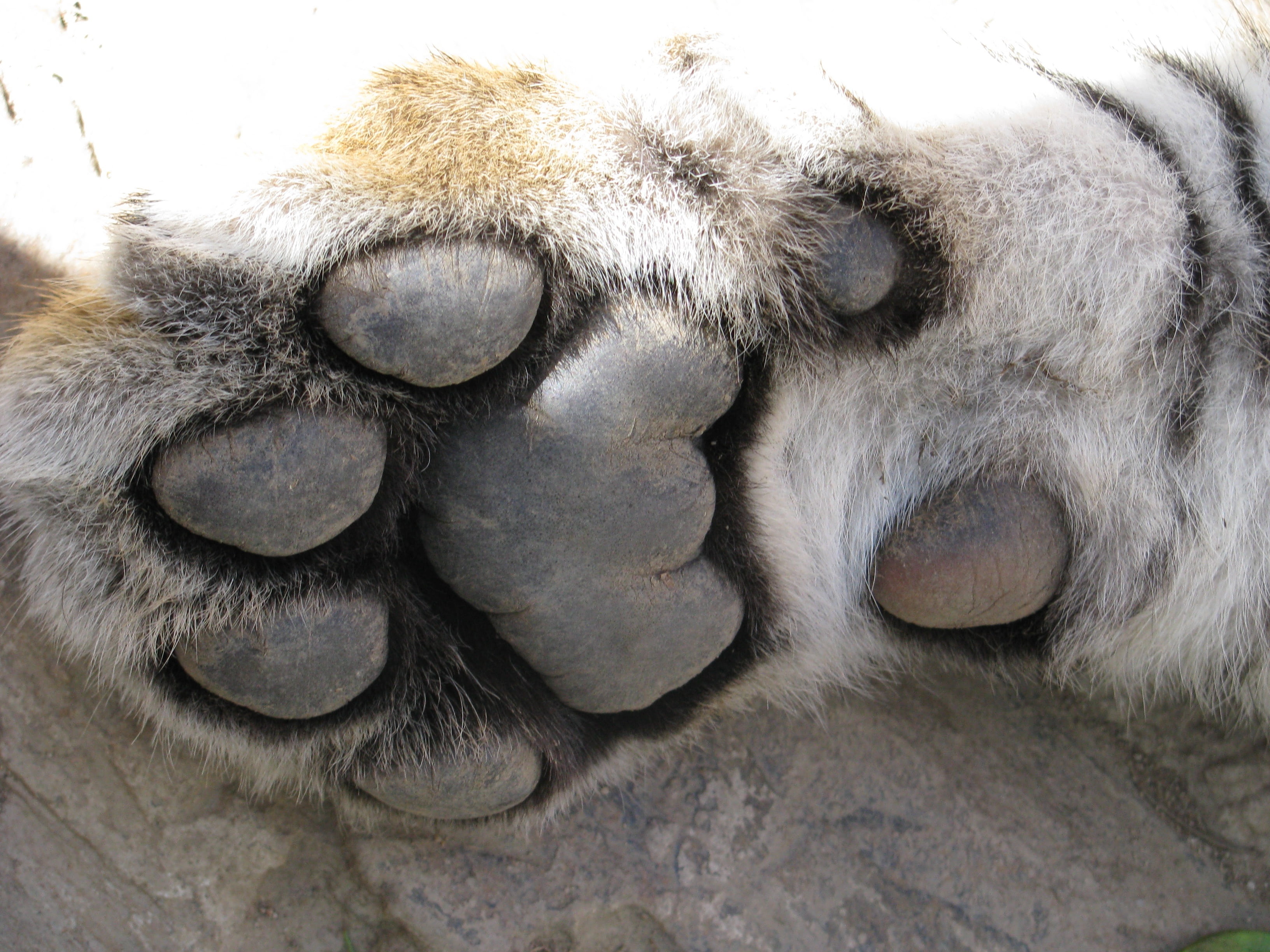animal head, day, paw, mammal, 2K, close-up, animals in the wild, primate, animal, no people, fur, gray, sleeping, wildlife, africa, cat, closeup, animal wildlife, HD Wallpaper