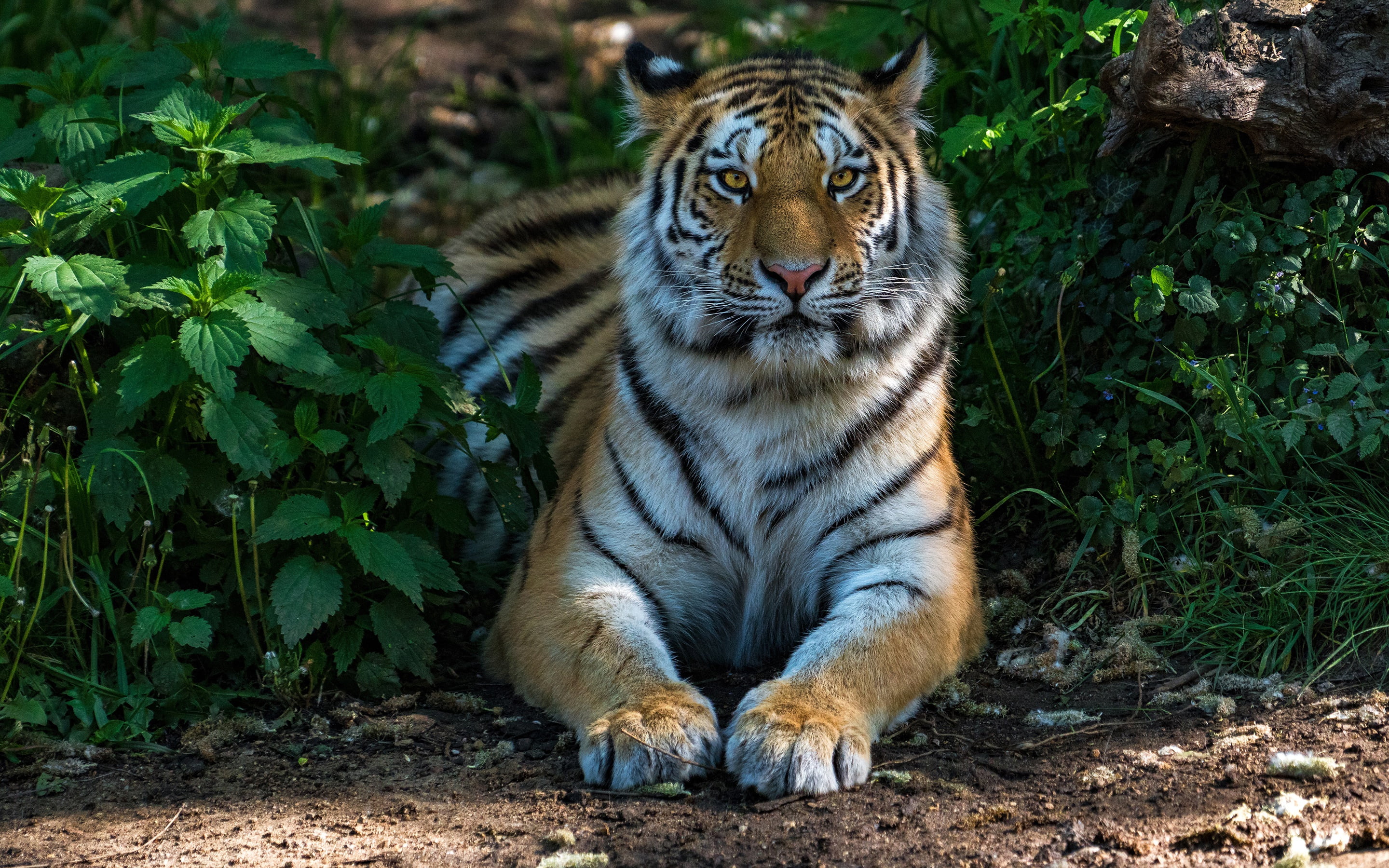 tiger, nettle, lies, predator, handsome, paws, face, nature, greens, the sun, 2K, grass, HD Wallpaper