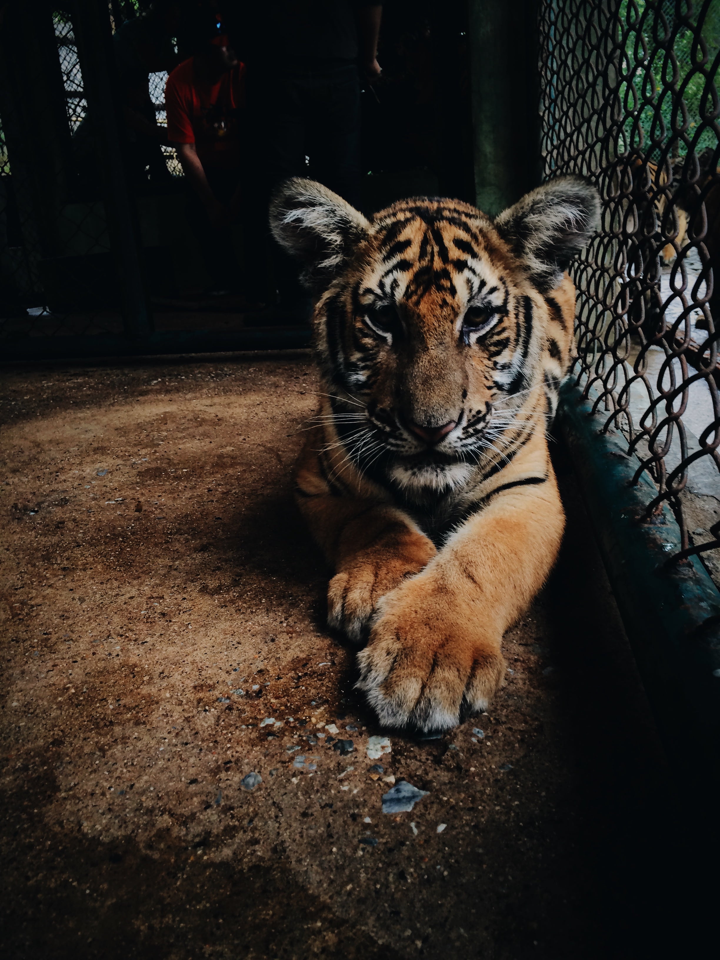 feline, paws, animals in captivity, mammal, vertebrate, cage, danger, large, whisker, inside, undomesticated Cat, endangered species, striped, nature, animals In The Wild, Phone HD Wallpaper