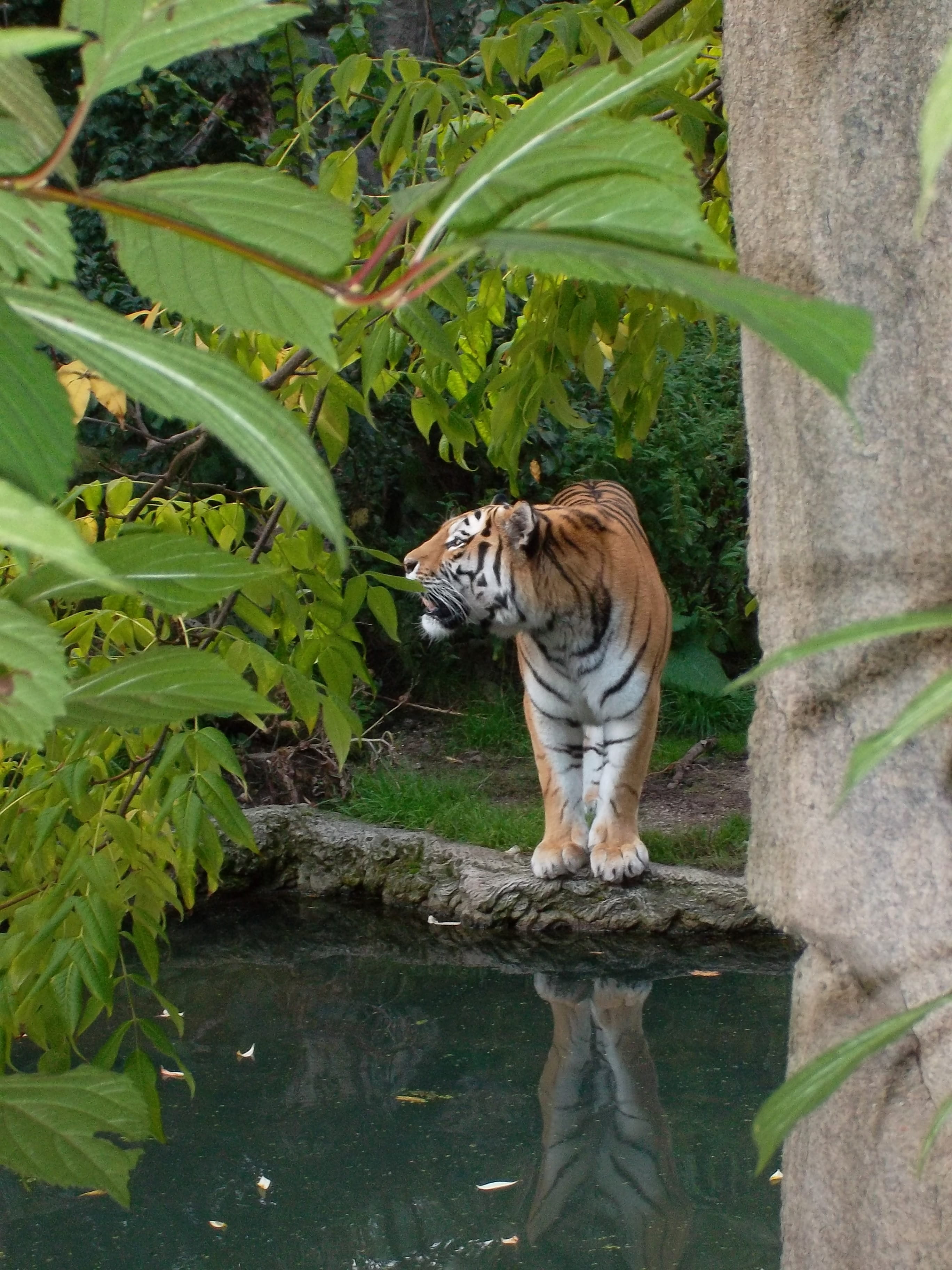 drinking, feline, 2K, plant part, cat, tiger paw, animal, whisker, zoo, fangs, lake, caution, enclosure, predator, animals in the wild, orange, tree, nature, Phone HD Wallpaper