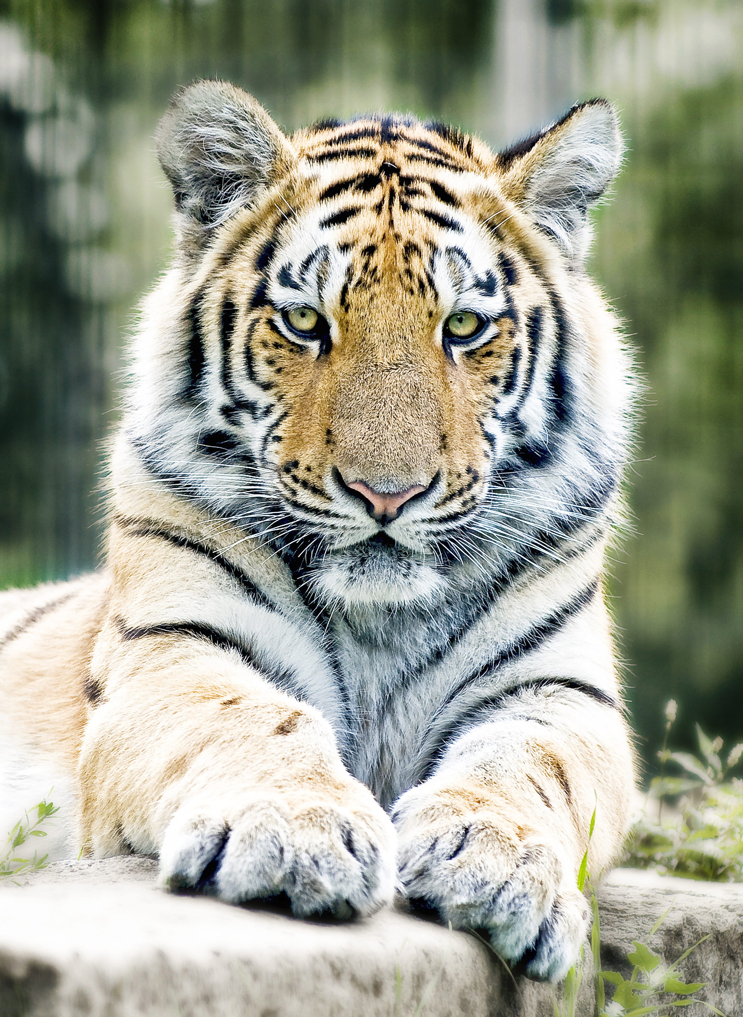 striped, one animal, feline, dangerous, big cat, animal head, portrait, carnivora, animal wildlife, adult, 2K, tiger paw, relaxation, looking at camera, Phone HD Wallpaper