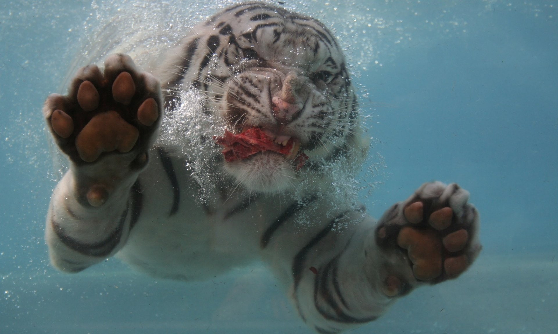 one animal, water, whisker, 1080P, Big Cat, hand, marine, animal head, animals in the wild, animal, Cats, sea, Close-Up, Paw, pets, Swimming, Underwater, HD Wallpaper