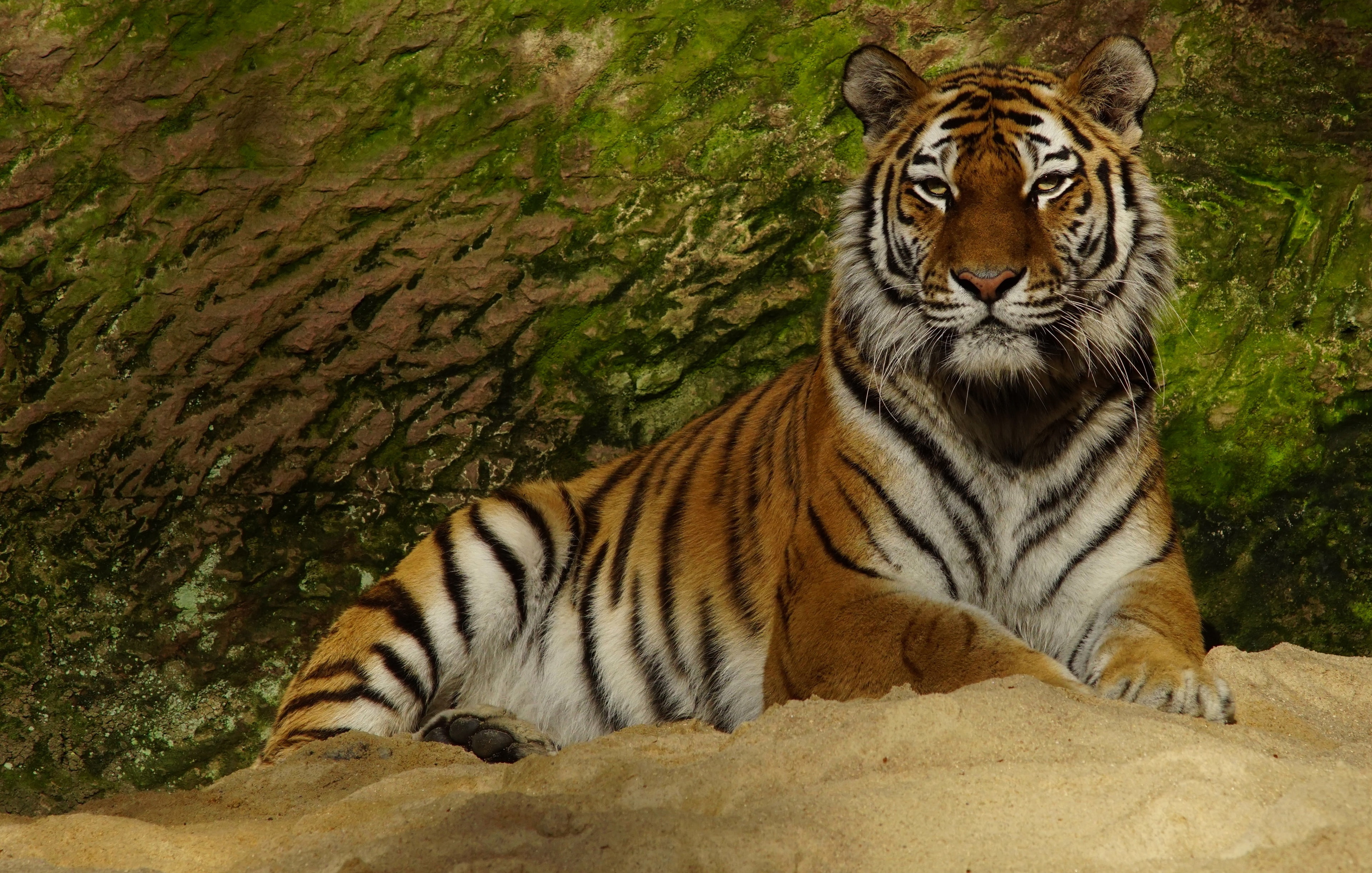 wild cat, stone, green background, lies, 4K, paws, tiger, look, face, pose, HD Wallpaper