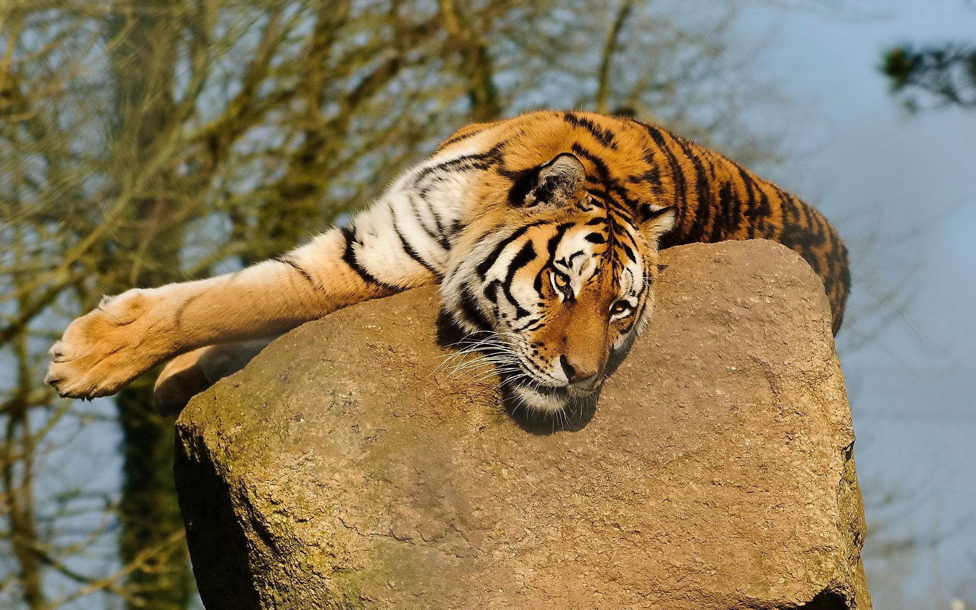 on the stone, looks, 1080P, face, paws, mustache, lies, tiger, HD Wallpaper
