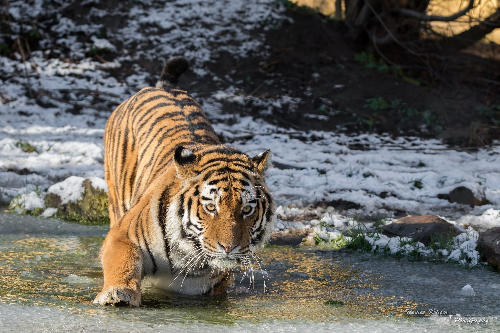 cold, paw, snow, the Amur tiger, ice, pond, wild cat, face, winter, 1080P, predator, HD Wallpaper