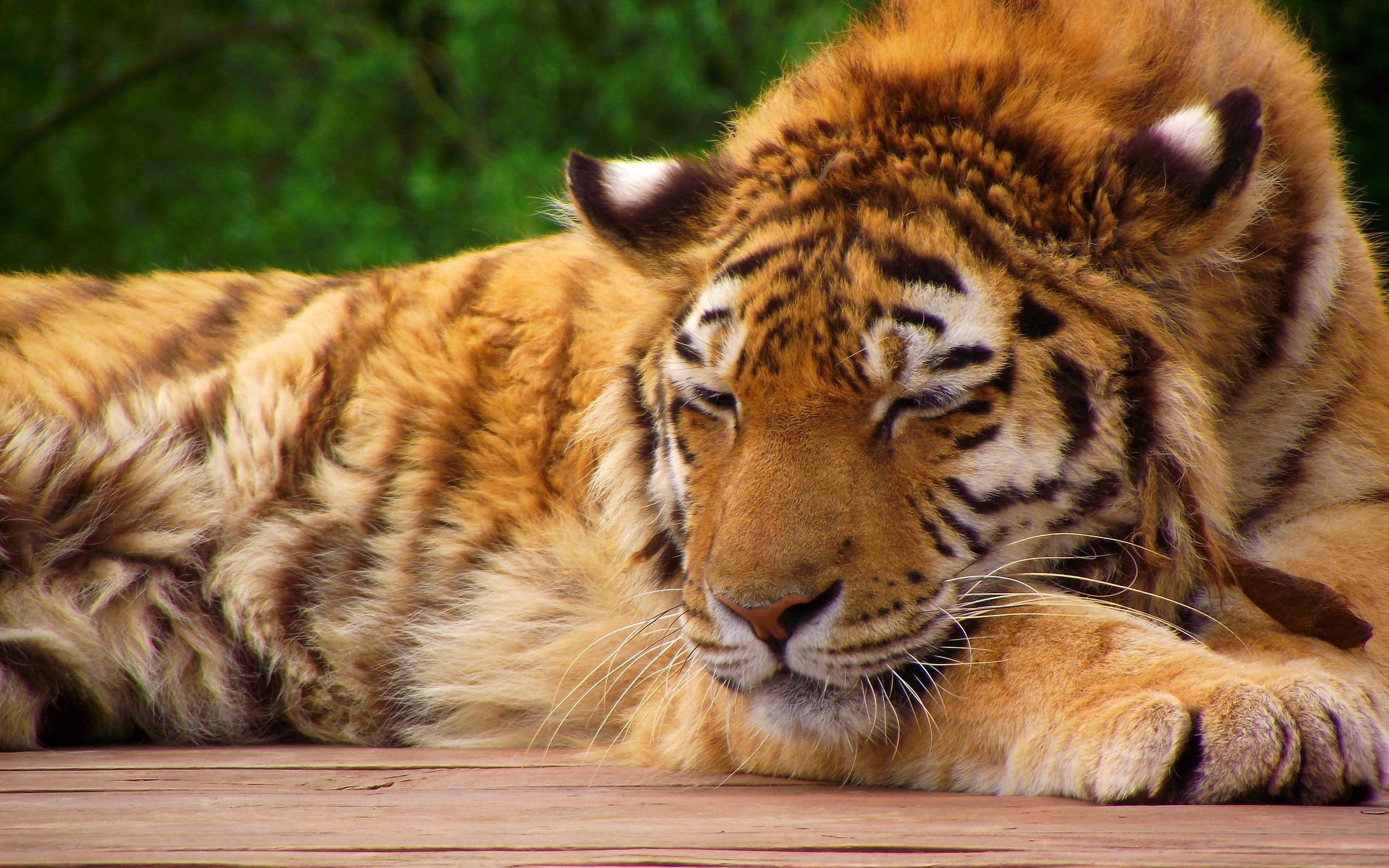 1080P, sleeping, paws, tiger, face, striped red cat, HD Wallpaper