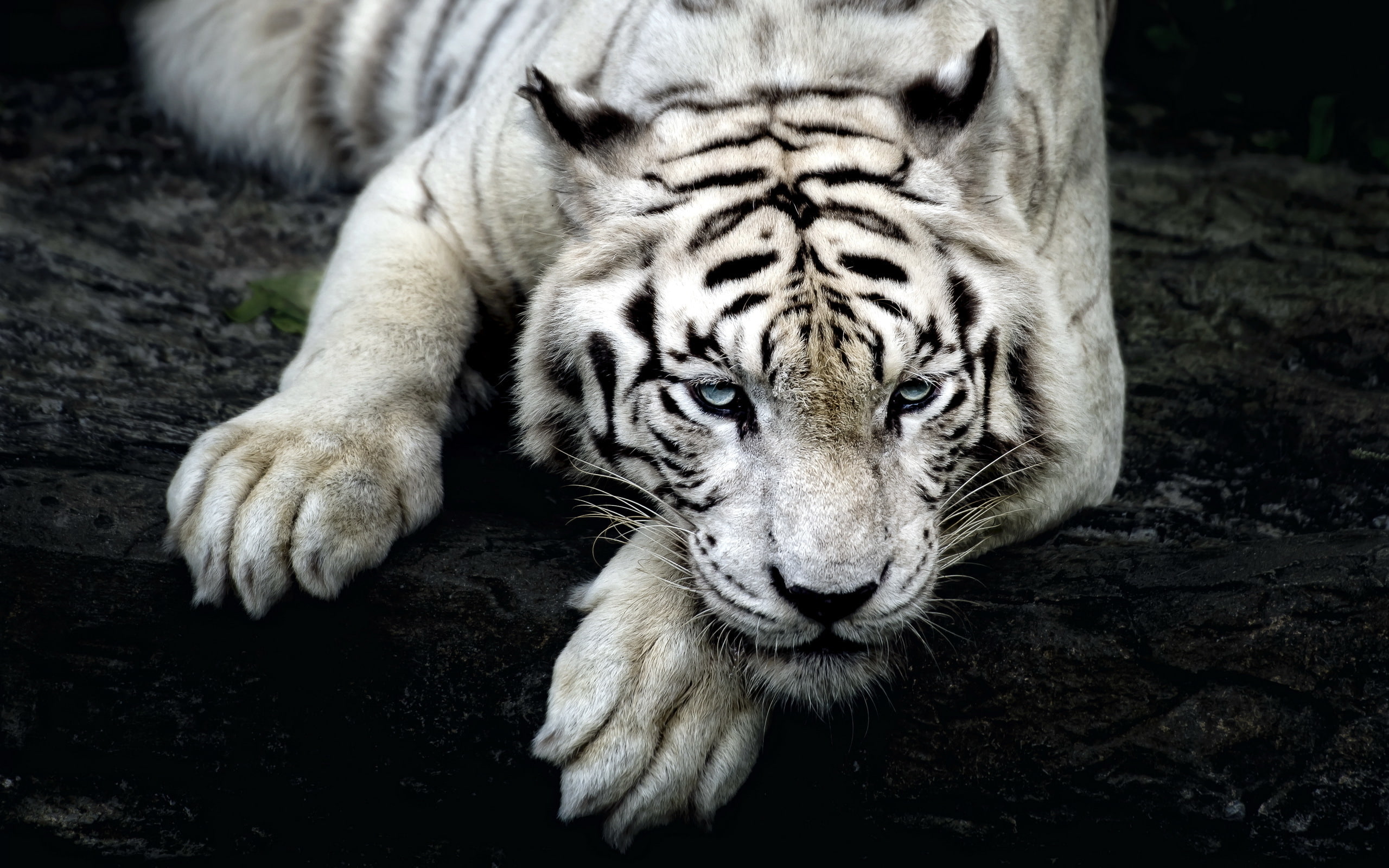 Big, paws, animals, Tigers, 2K, glance, snout, white, cats, HD Wallpaper
