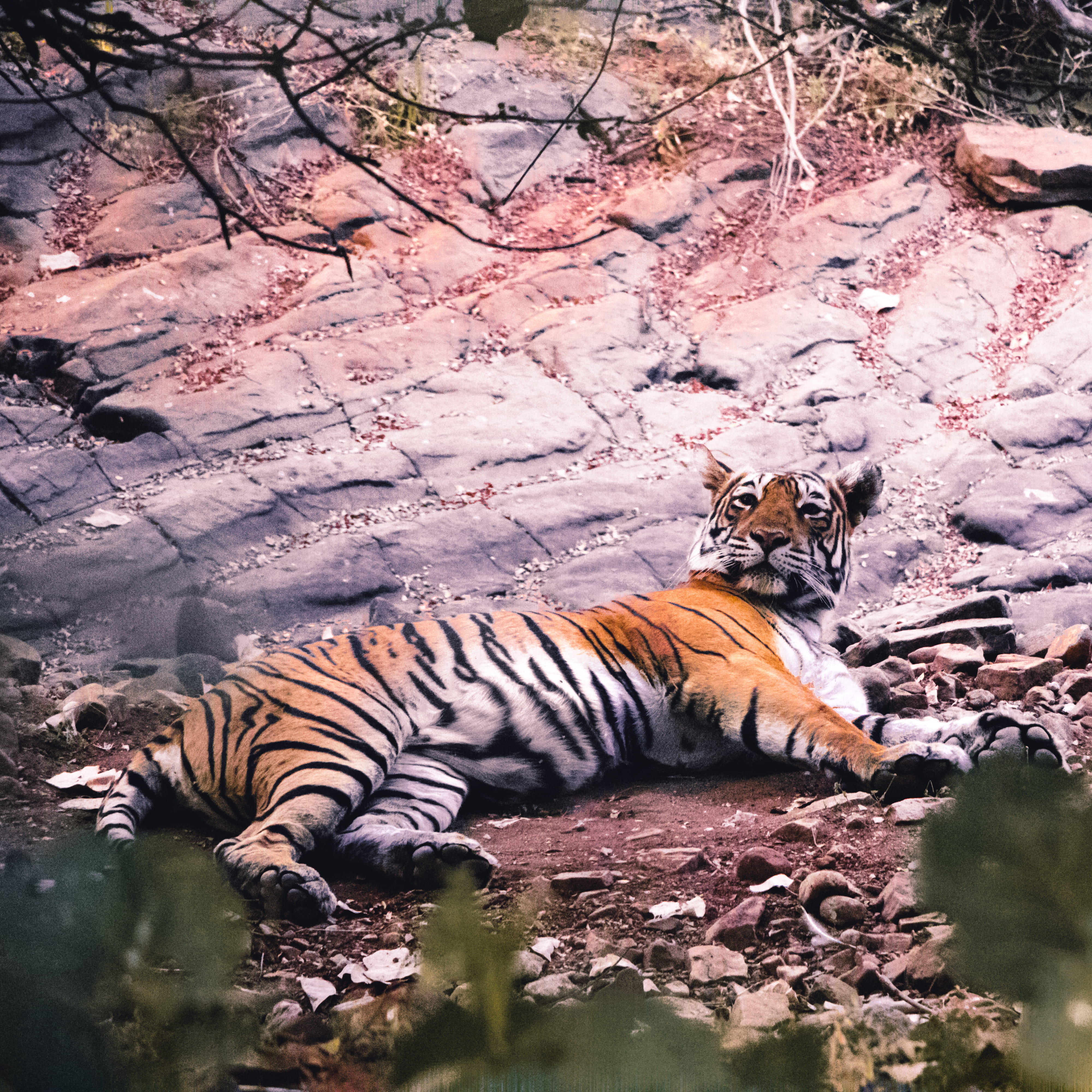 cats, relaxation, panther, plant, outdoors, undomesticated cat, zoo, mammal, tiger, cat, carnivora, tree, animals in the wild, wildlife, feline, paw, vertebrate, Phone HD Wallpaper