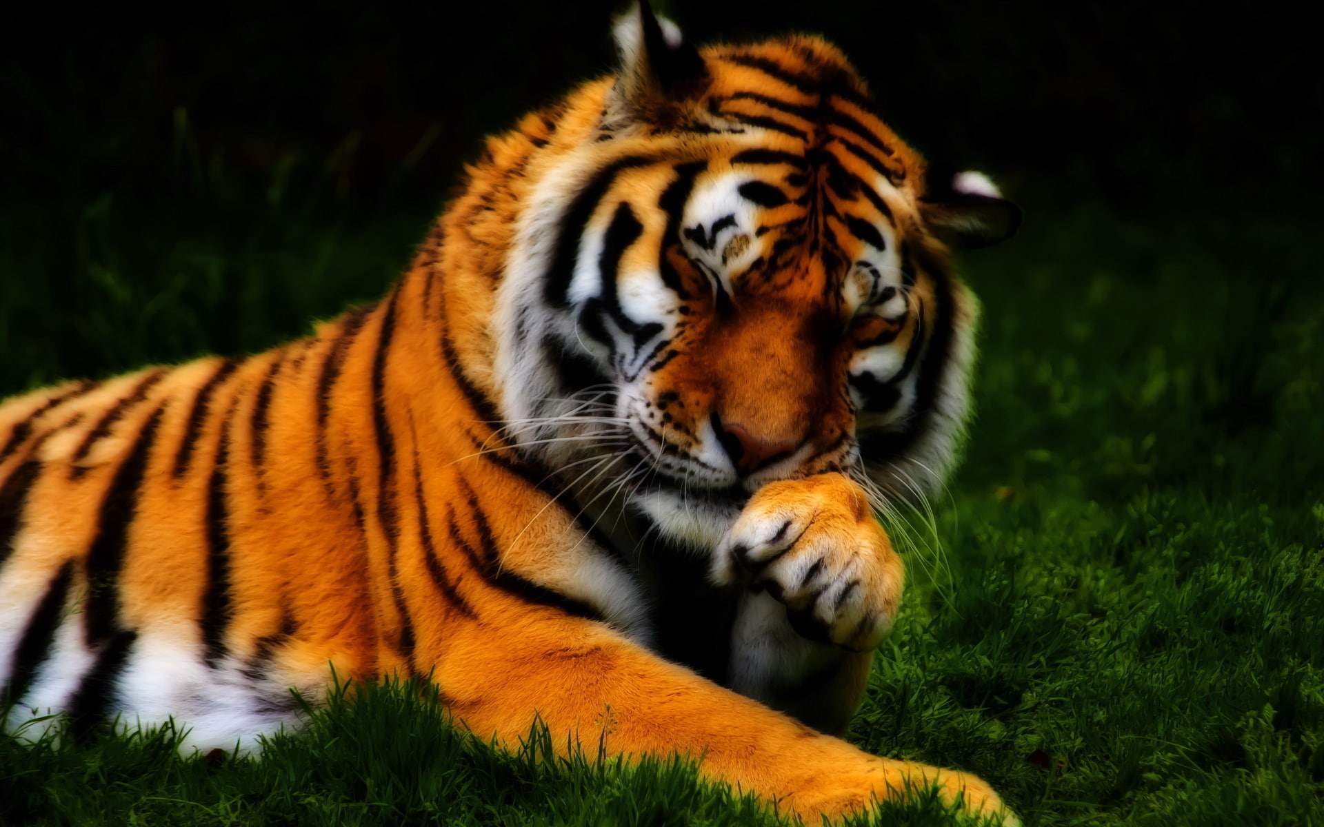 undomesticated cat, animals, nature, stripes, plants, animal wildlife, Tiger, animals in the wild, land, one animal, carnivora, 1080P, focus on foreground, HD Wallpaper