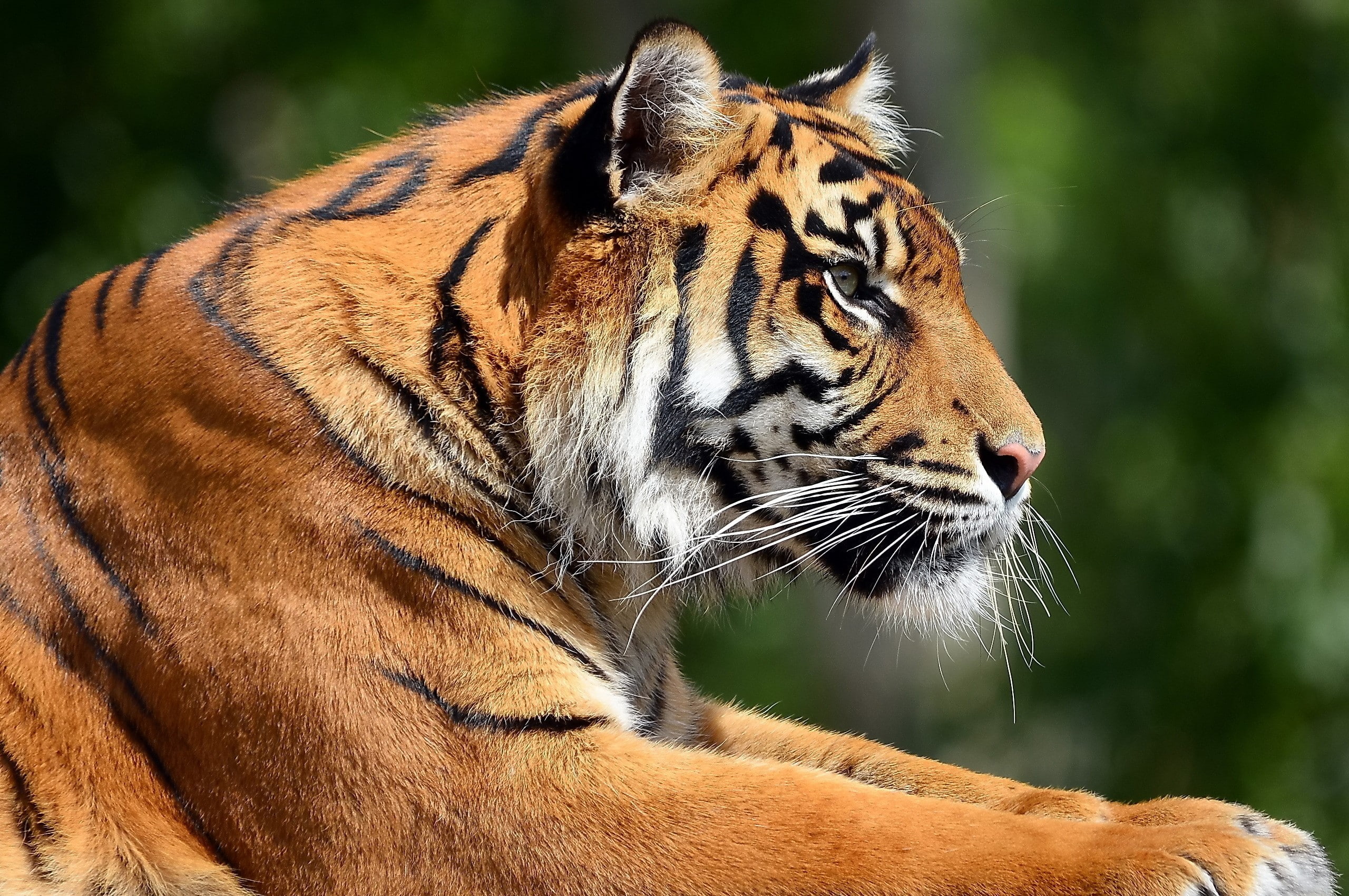 undomesticated cat, Face, feline, animals in the wild, Profile, carnivora, animal themes, Tiger, focus on foreground, cat, animal, close-up, Predator, outdoors, HD Wallpaper