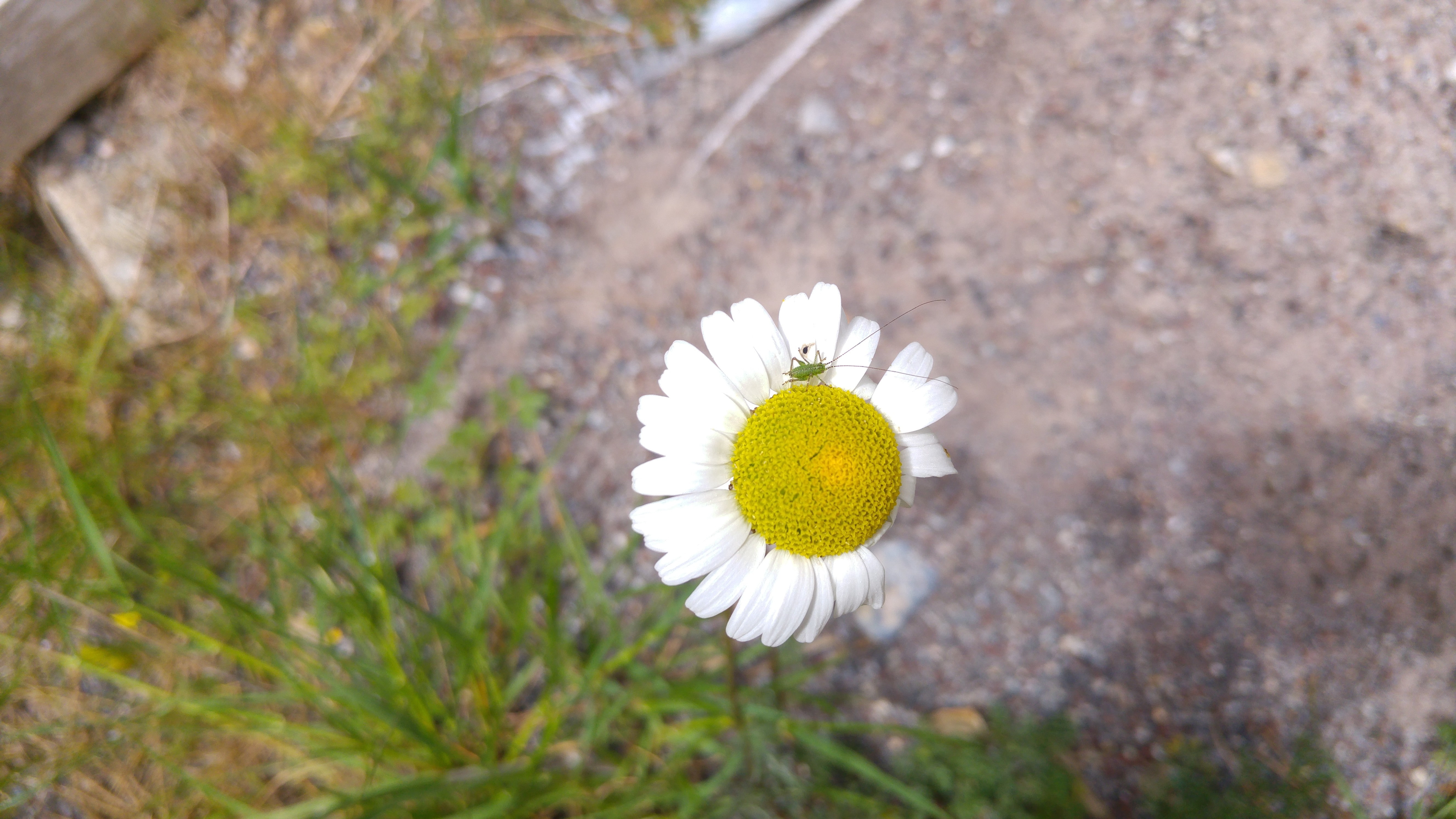 beetles, animals, landscape, grasshopper, 5K, daisies, nature, HD Wallpaper