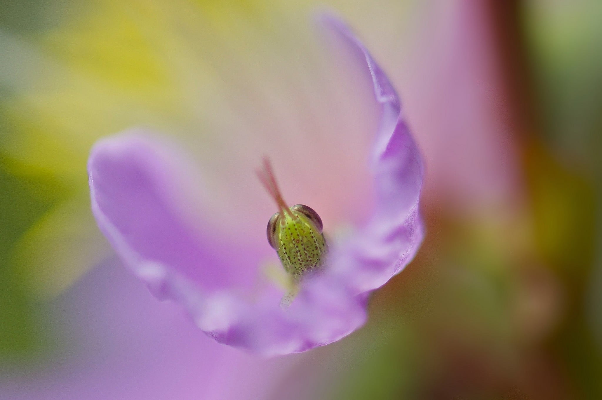 pollen, beauty in nature, freshness, flower, springtime, plant, 1080P, growth, flowers, close-up, petal, fragility, focus on foreground, selective focus, HD Wallpaper