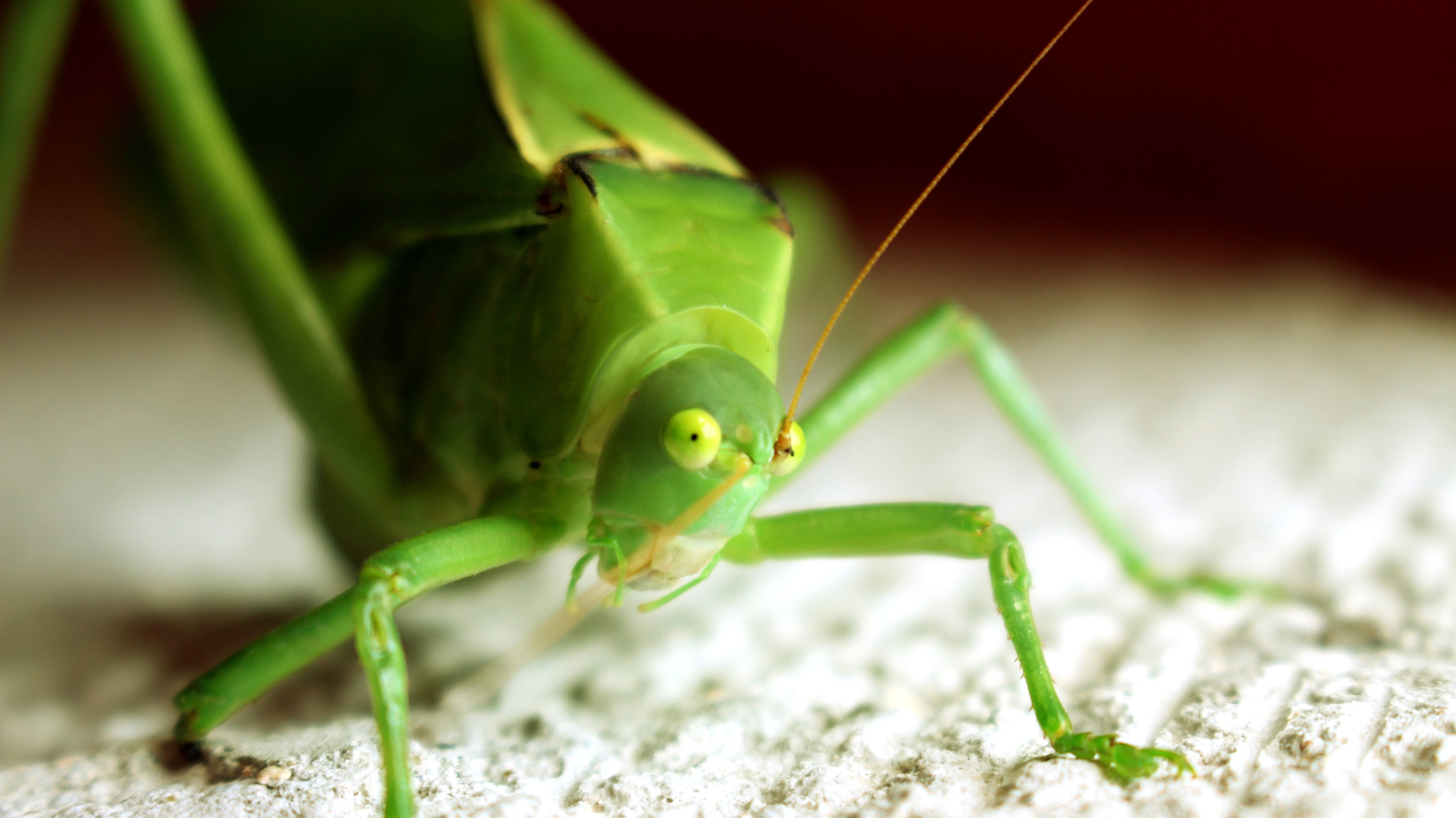 one animal, animal antenna, no people, close-up, animal wildlife, animal themes, animal body part, grasshopper, green color, animal, selective focus, outdoors, HD Wallpaper