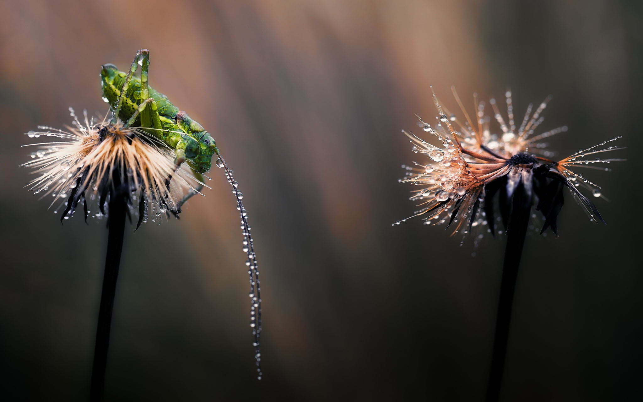 insect, animal, focus on foreground, black Color, close-up, yellow, green, fragility, light, dandelion seed, day, single Flower, grass, flower, no people, HD Wallpaper