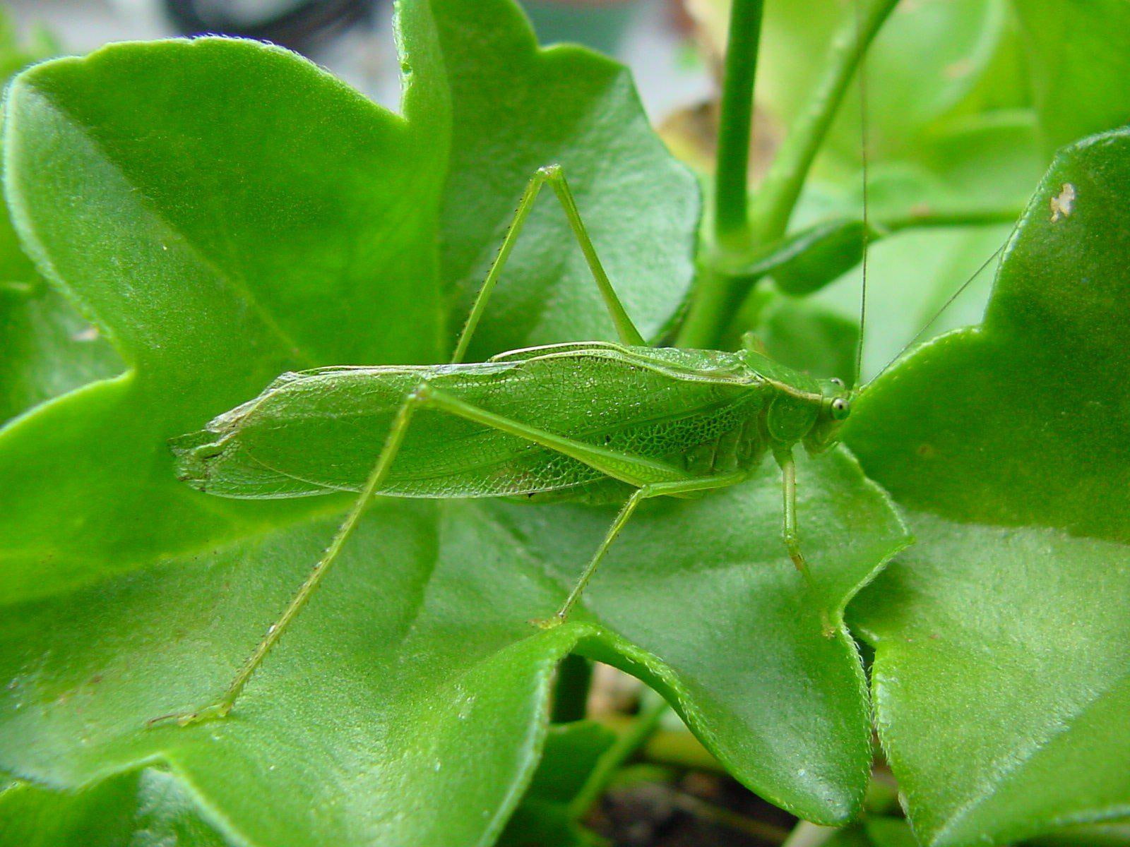 desktop, 720P, insects, grasshopper, HD Wallpaper