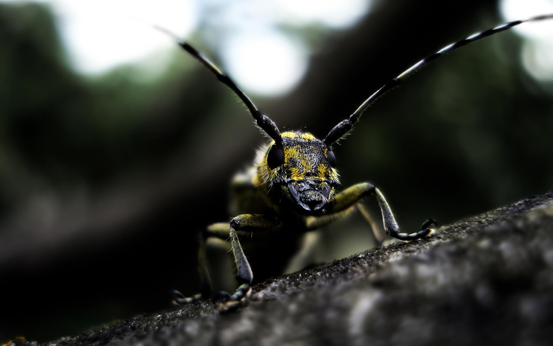 animal body part, selective focus, nature, animal head, 1080P, invertebrate, close-up, animal leg, outdoors, looking at viewer, dark, one animal, photography, HD Wallpaper