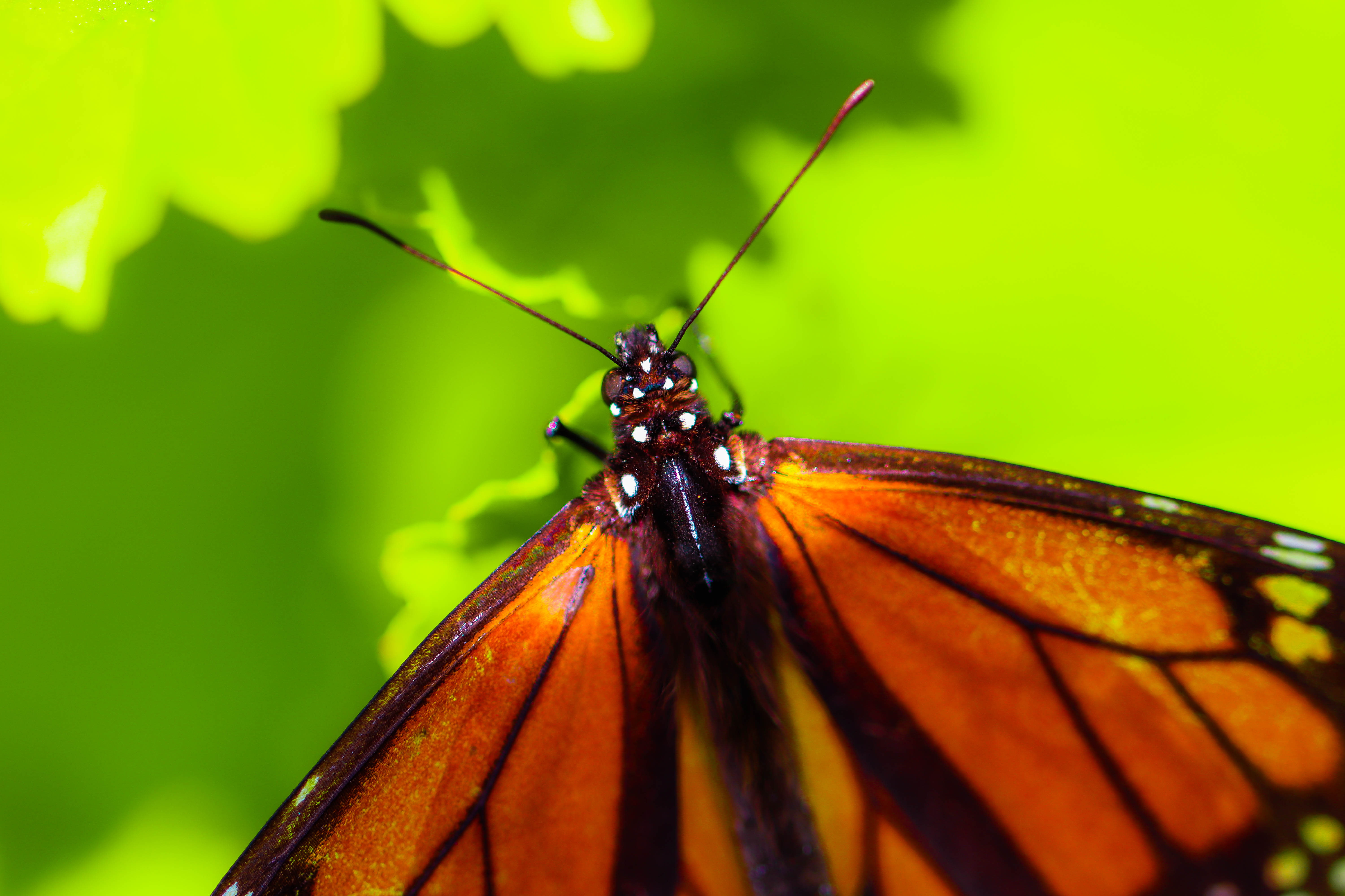 insect, 5K, plant, close-up, invertebrate, plants, butterfly, orange color, green color, closeup, butterfly - insect, day, focus on foreground, animal body part, HD Wallpaper