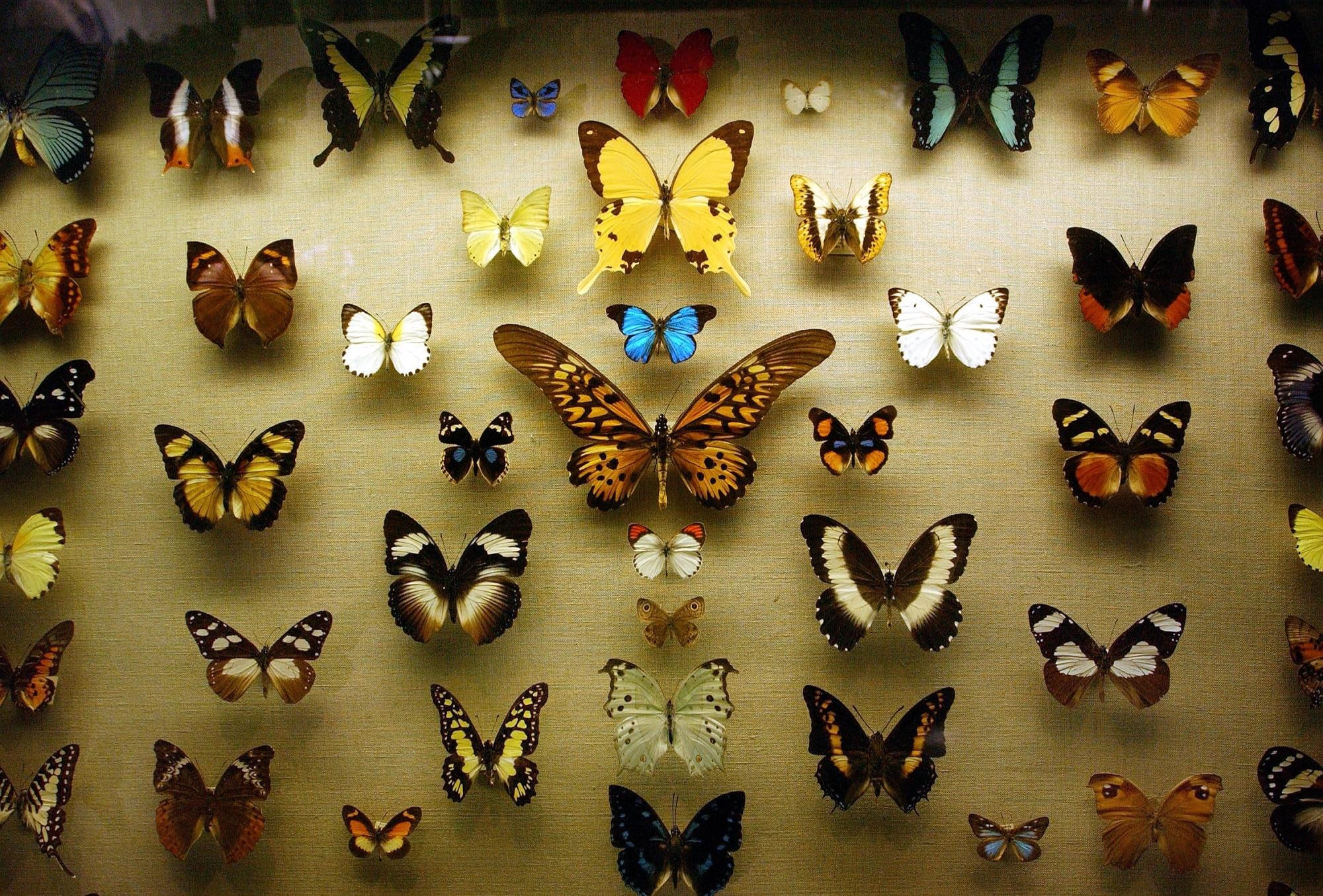yellow, colors, sizes, beautiful, wings, nice, butterflies, animals, shadow, curves, collection, assorted, 1080P, antennas, stripes, HD Wallpaper