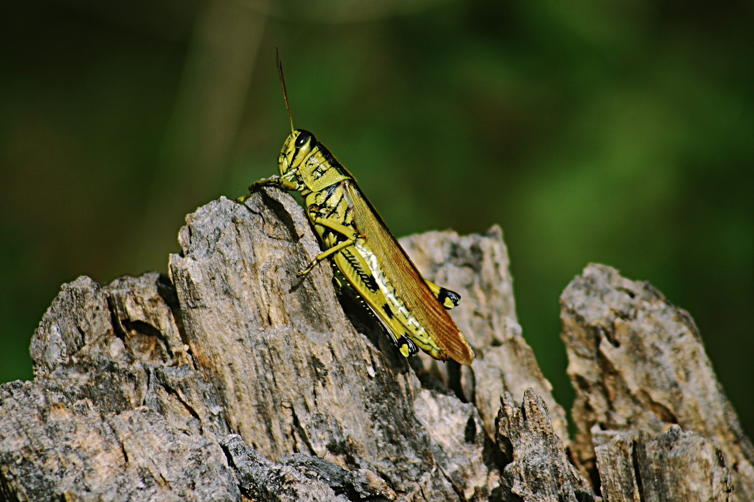 focus on foreground, invertebrate, brown, animal themes, rock, green color, pattern, nature, close-up, 2K, day, grasshopper, wing, flower, green, cricket insect, HD Wallpaper