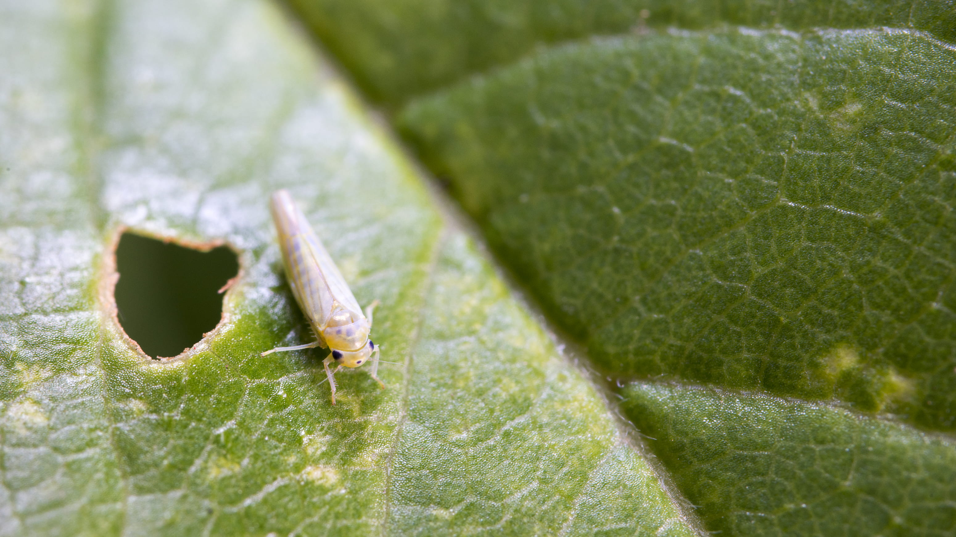 bee, animals in the wild, plant part, cockroach, plant, selective focus, flea, rainforest, no people, day, one animal, aphid, green color, 2K, animal wildlife, HD Wallpaper