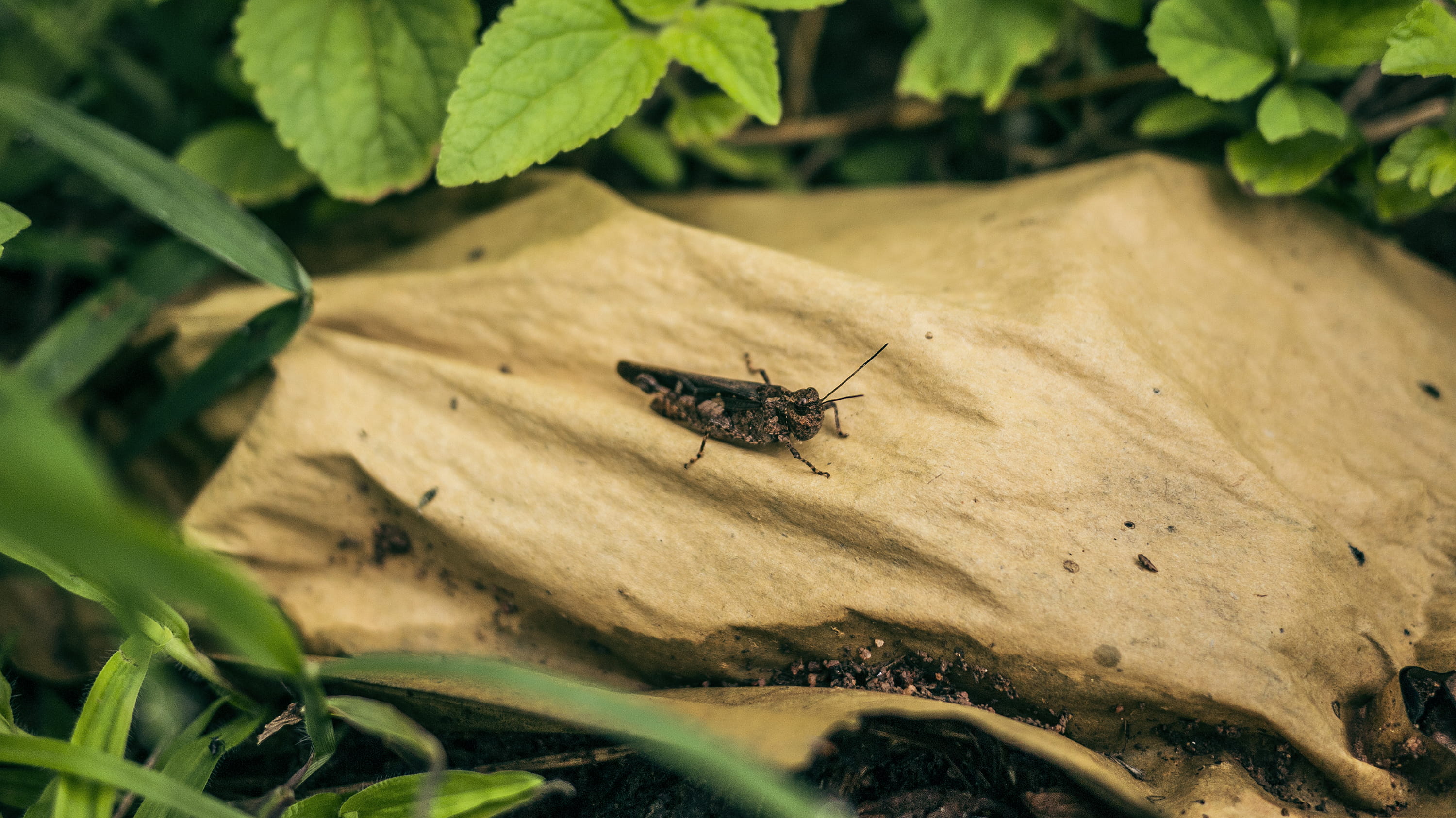 invertebrate, day, mosquito, insect, photography, photo, animal themes, military, military uniform, animal, outdoors, no people, leaf, grasshopper, high angle view, HD Wallpaper