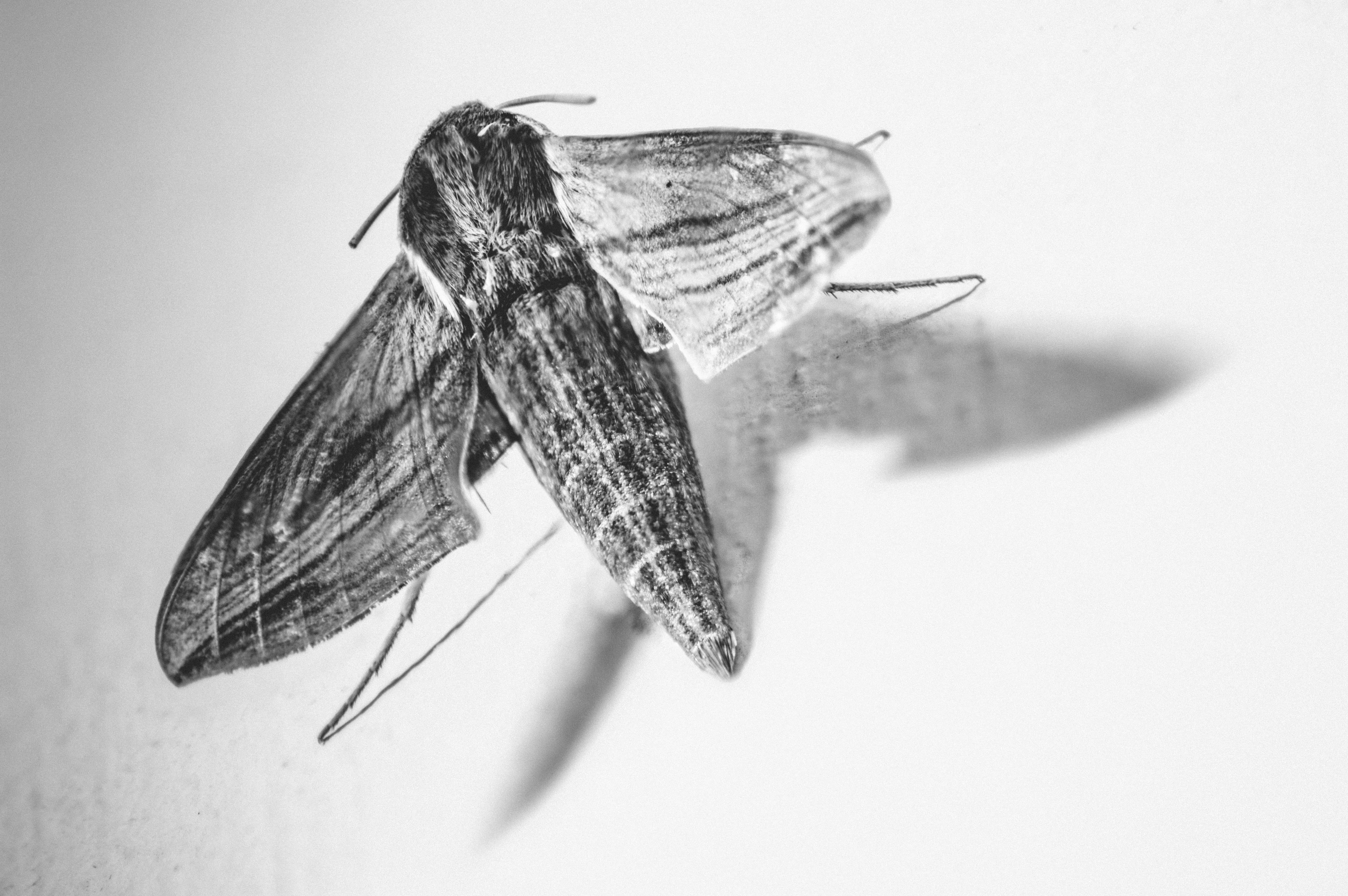 night, shadow, zoology, one animal, nature, close-up, macro, bird, art, grasshoper, butterfly, blade, animal, animal themes, asilidae, aphid, cricket insect, HD Wallpaper