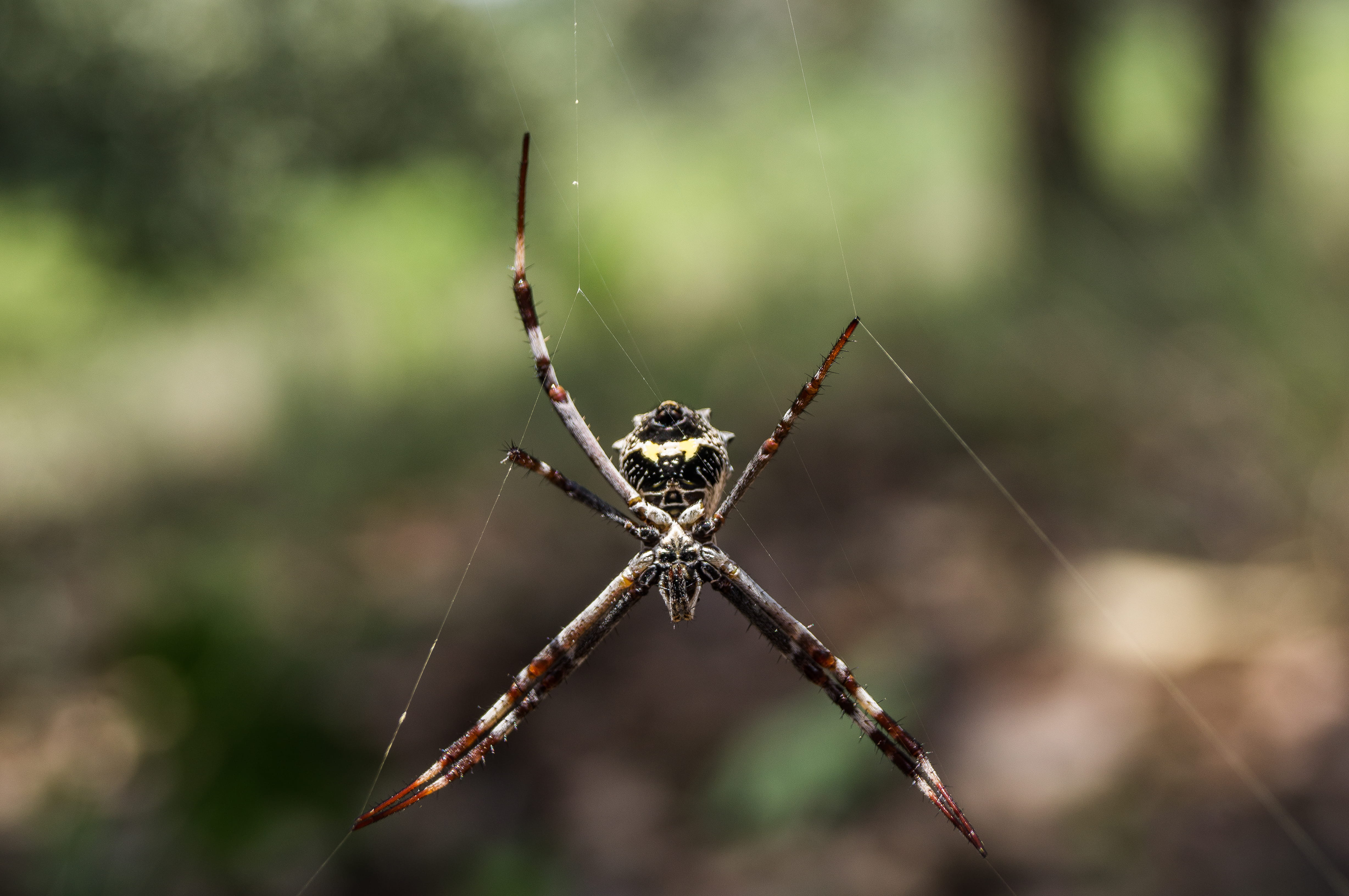 argiope, focus on foreground, outdoors, no people, animal leg, mosquito, bee, plant, fragility, day, grasshoper, photography, grasshopper, lavender, animal wildlife, HD Wallpaper