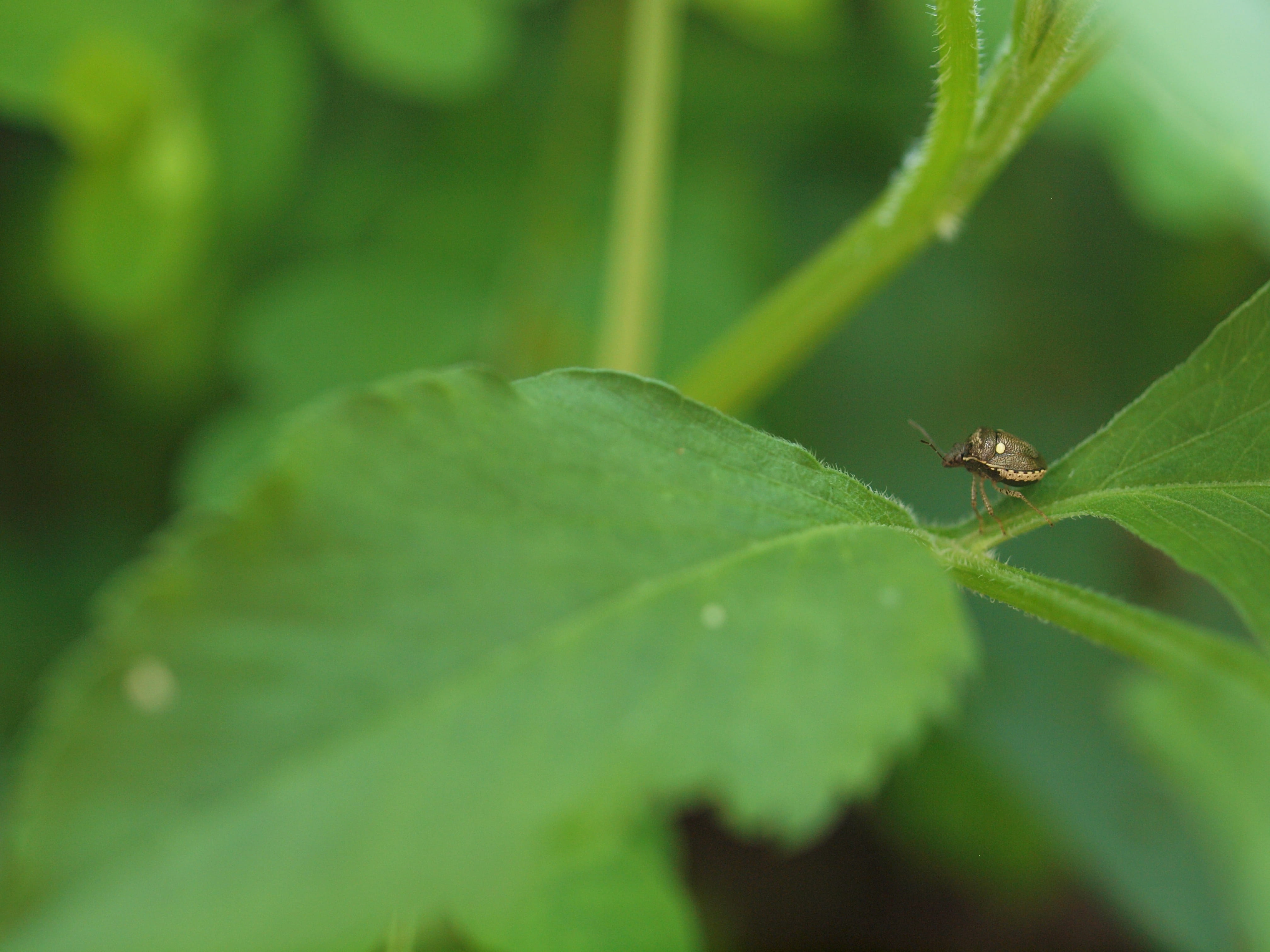 nature, close-up, garden spider, day, beauty in nature, animal themes, grasshopper, insect, animals in the wild, green color, growth, arthropod, machine, HD Wallpaper