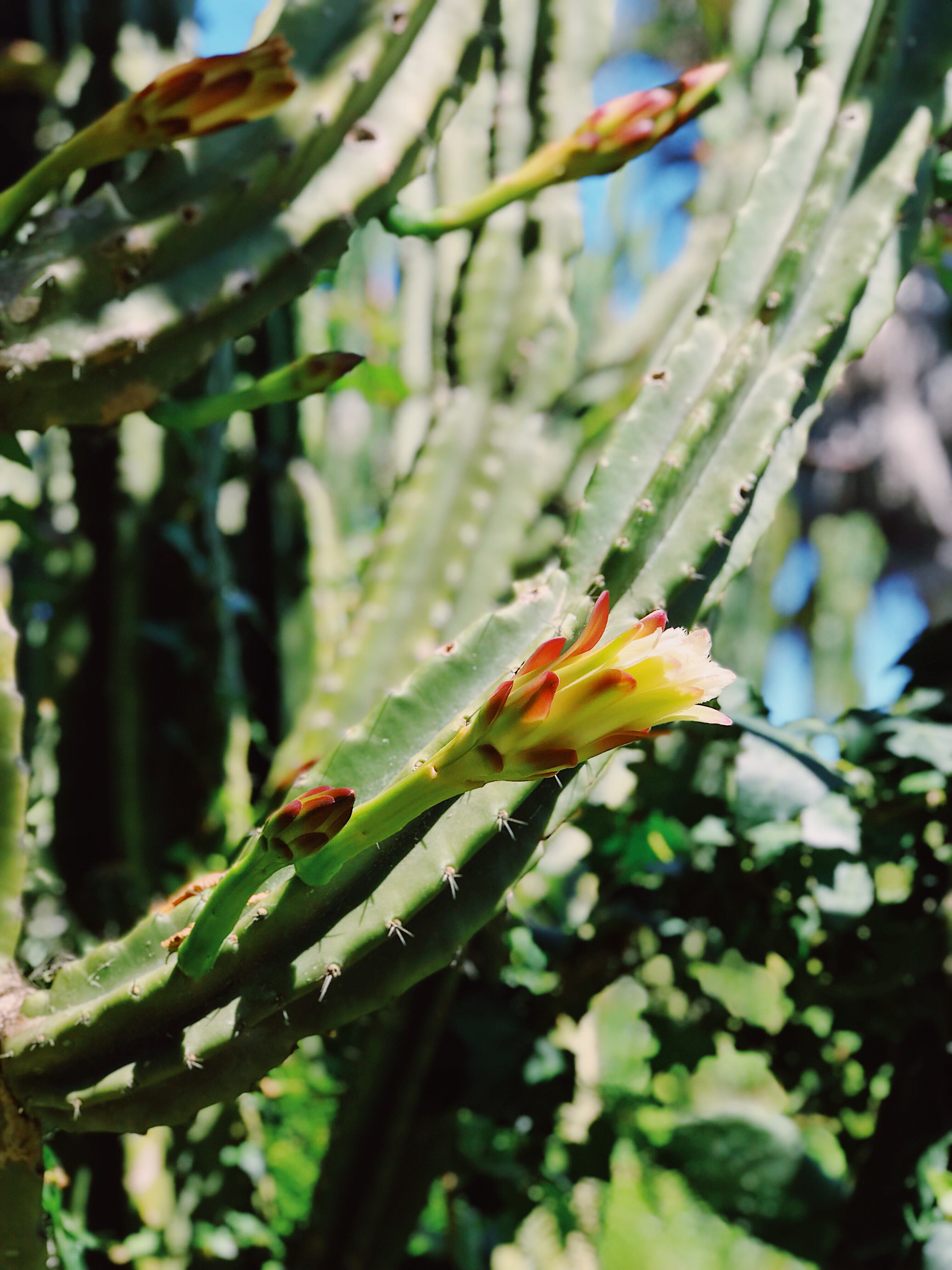 close-up, garden spider, selective focus, focus on foreground, day, freshness, indoors, green color, aloe, bird, growth, agavaceae, room, succulent plant, Phone HD Wallpaper
