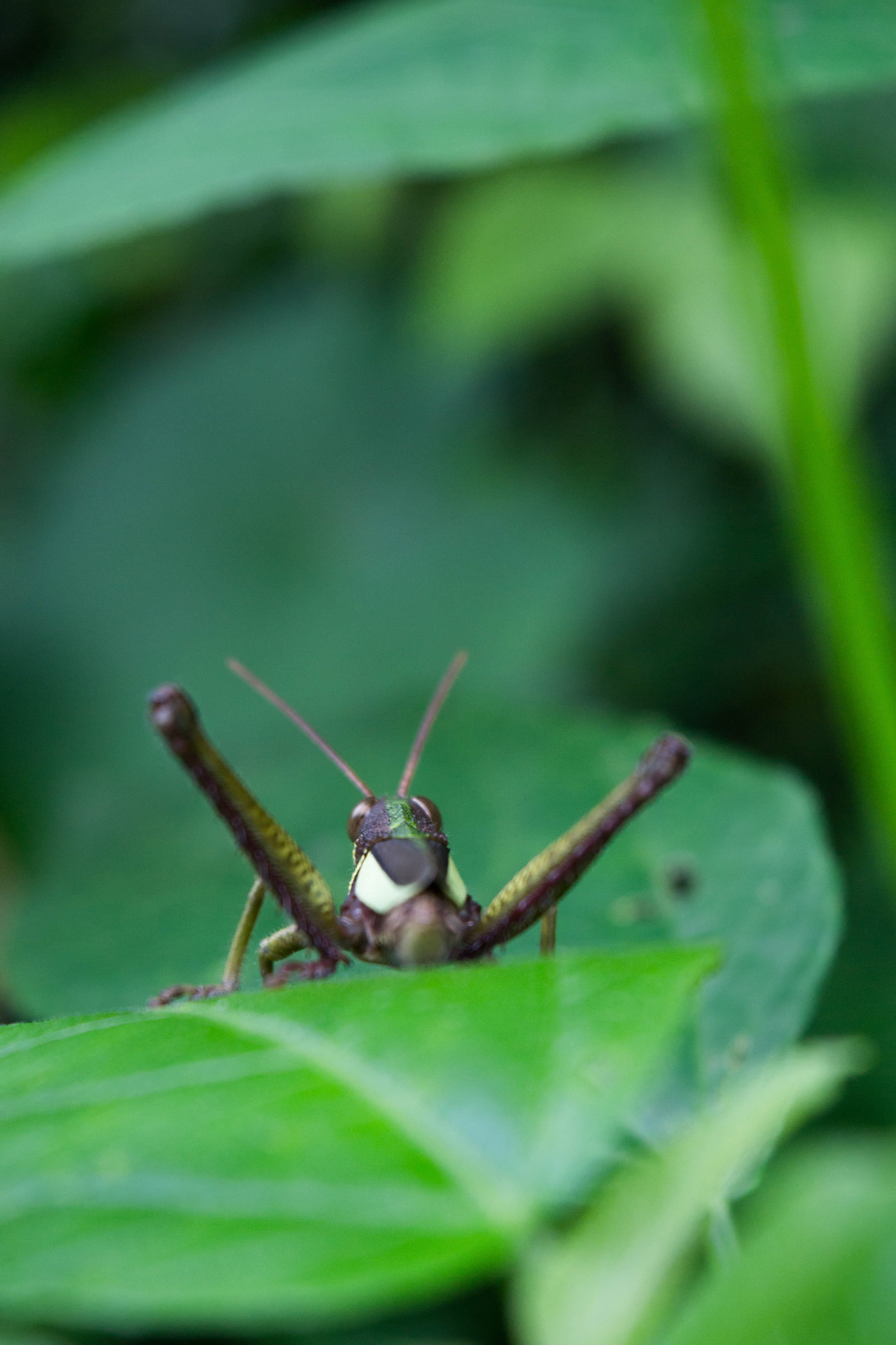 animal, 4K, grasshoper, animal antenna, animal themes, green color, close-up, spider, outdoors, animals in the wild, bee, arachnid, no people, animal body part, Phone HD Wallpaper
