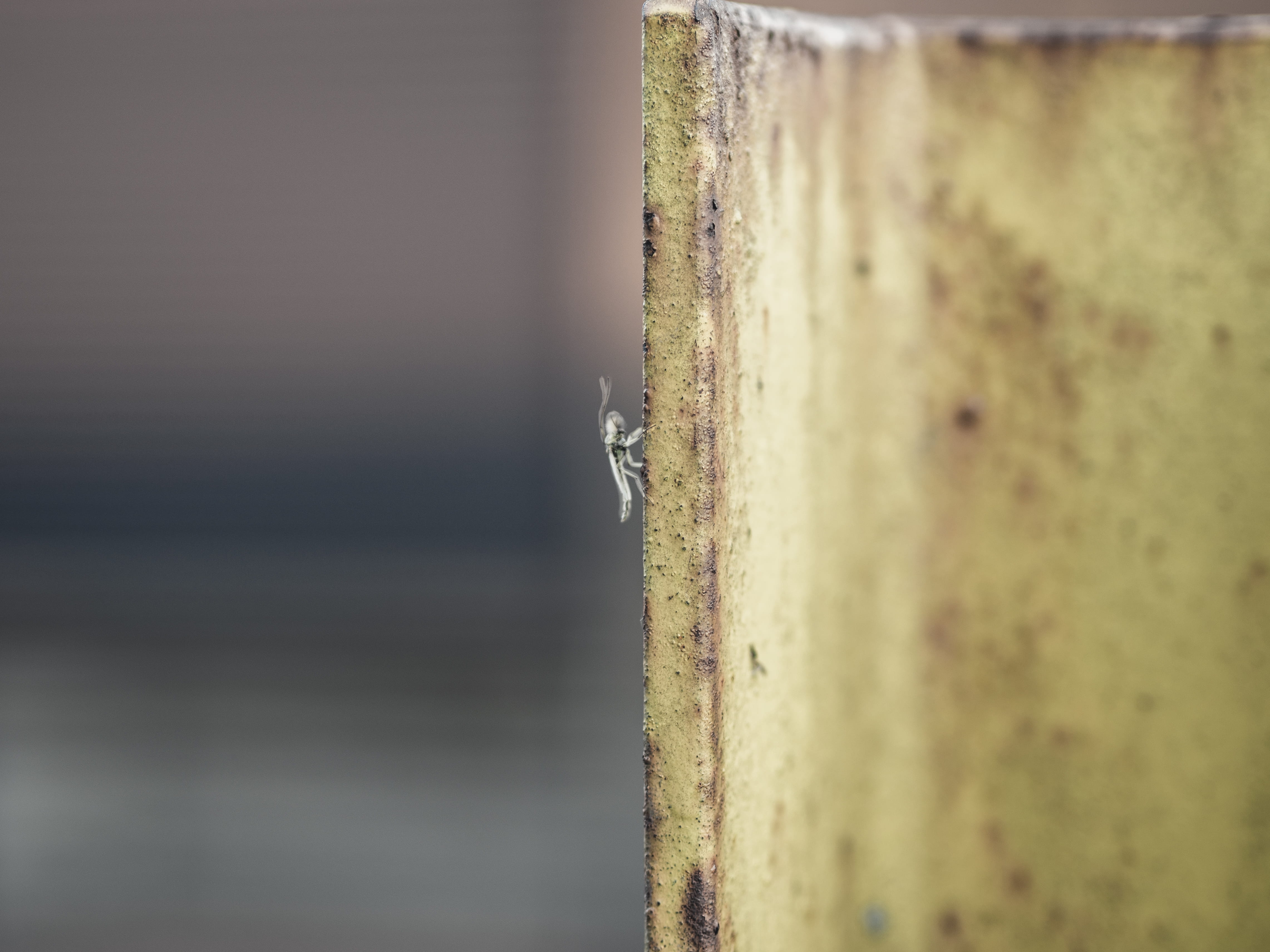copy space, grasshopper, wall, 4K, furniture, wood - material, day, animal themes, nature, focus on foreground, no people, invertebrate, spider, selective focus, HD Wallpaper