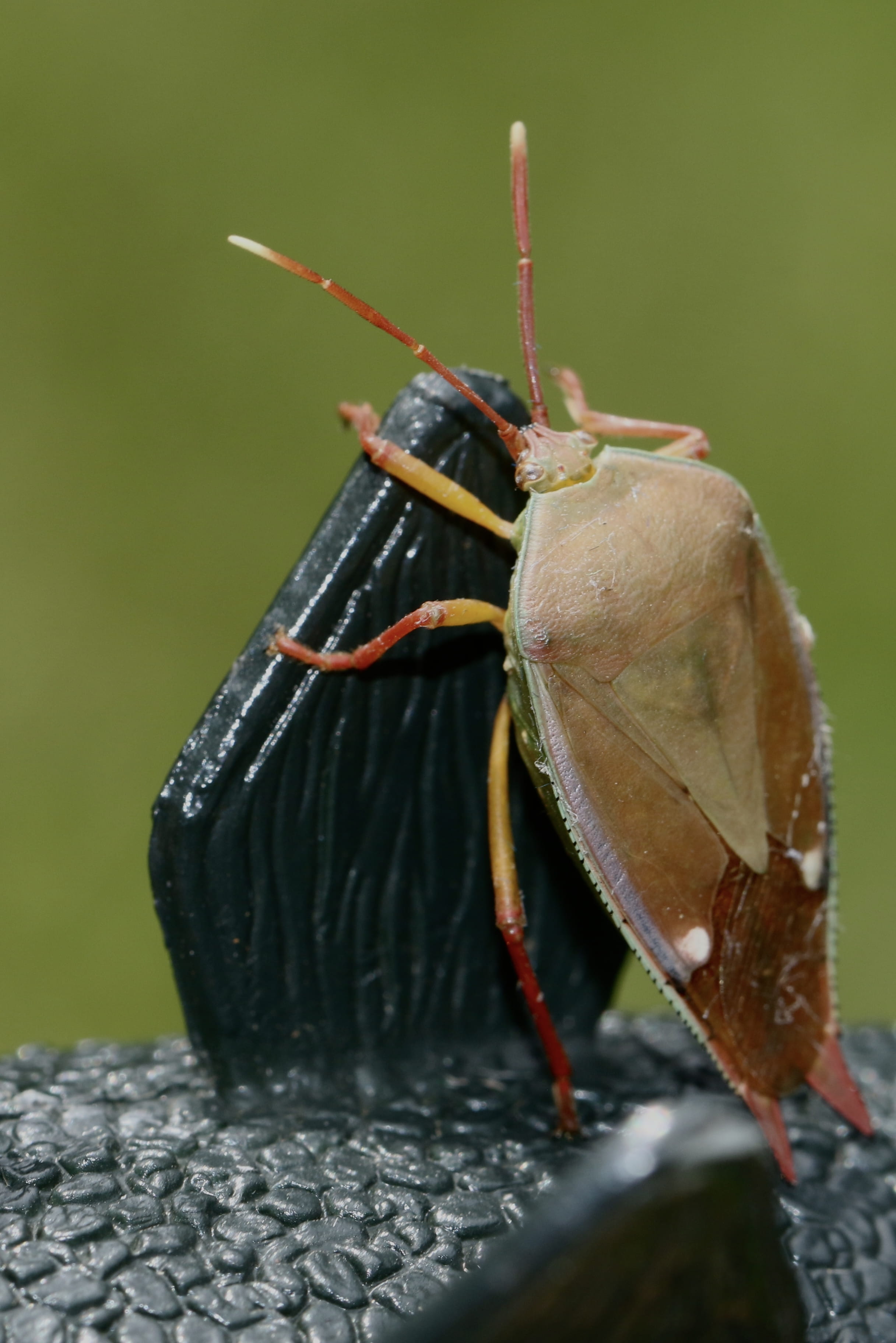 butterfly, black color, grasshoper, brown, accessories, invertebrate, grasshopper, animal themes, day, solid, accessory, flower, bee, plant, aphid, cricket insect, Phone HD Wallpaper