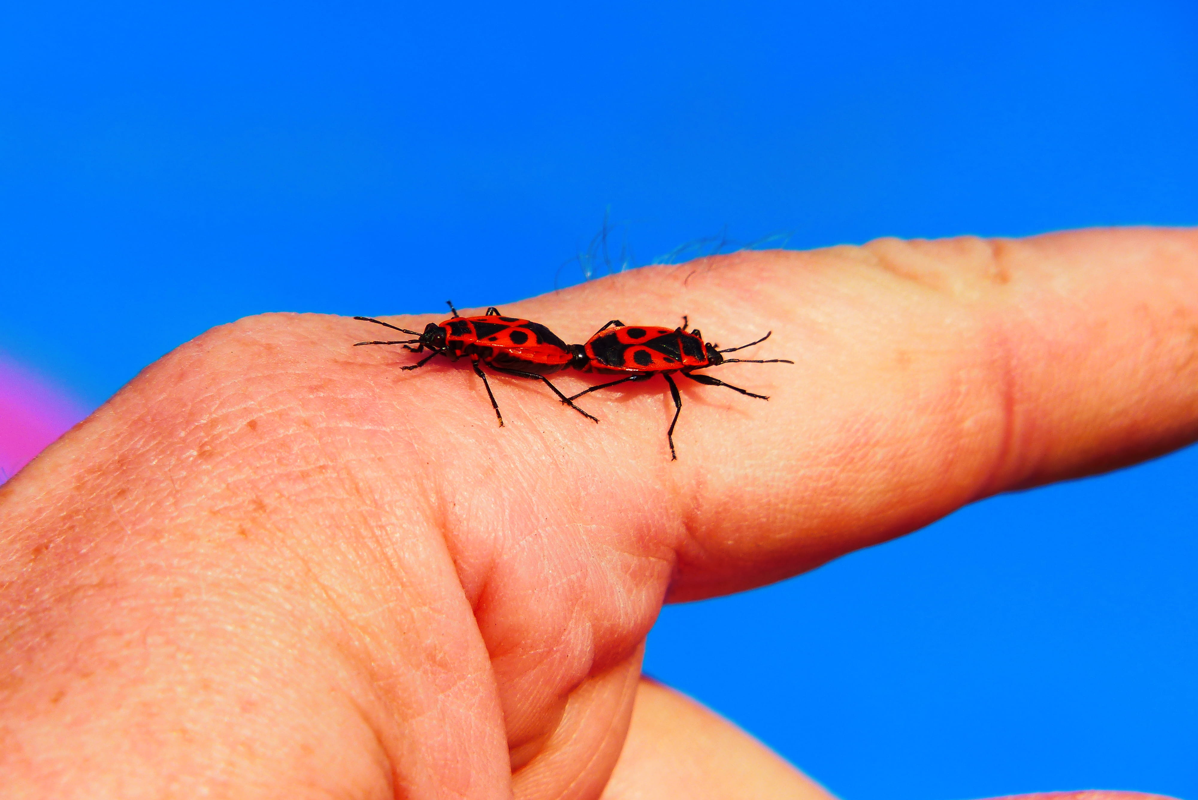 sand, red, firefly, hand, finger, countryside, small, person, human, 4K, nature, human finger, animal, mosquito, animals in the wild, skin, coil, one person, HD Wallpaper