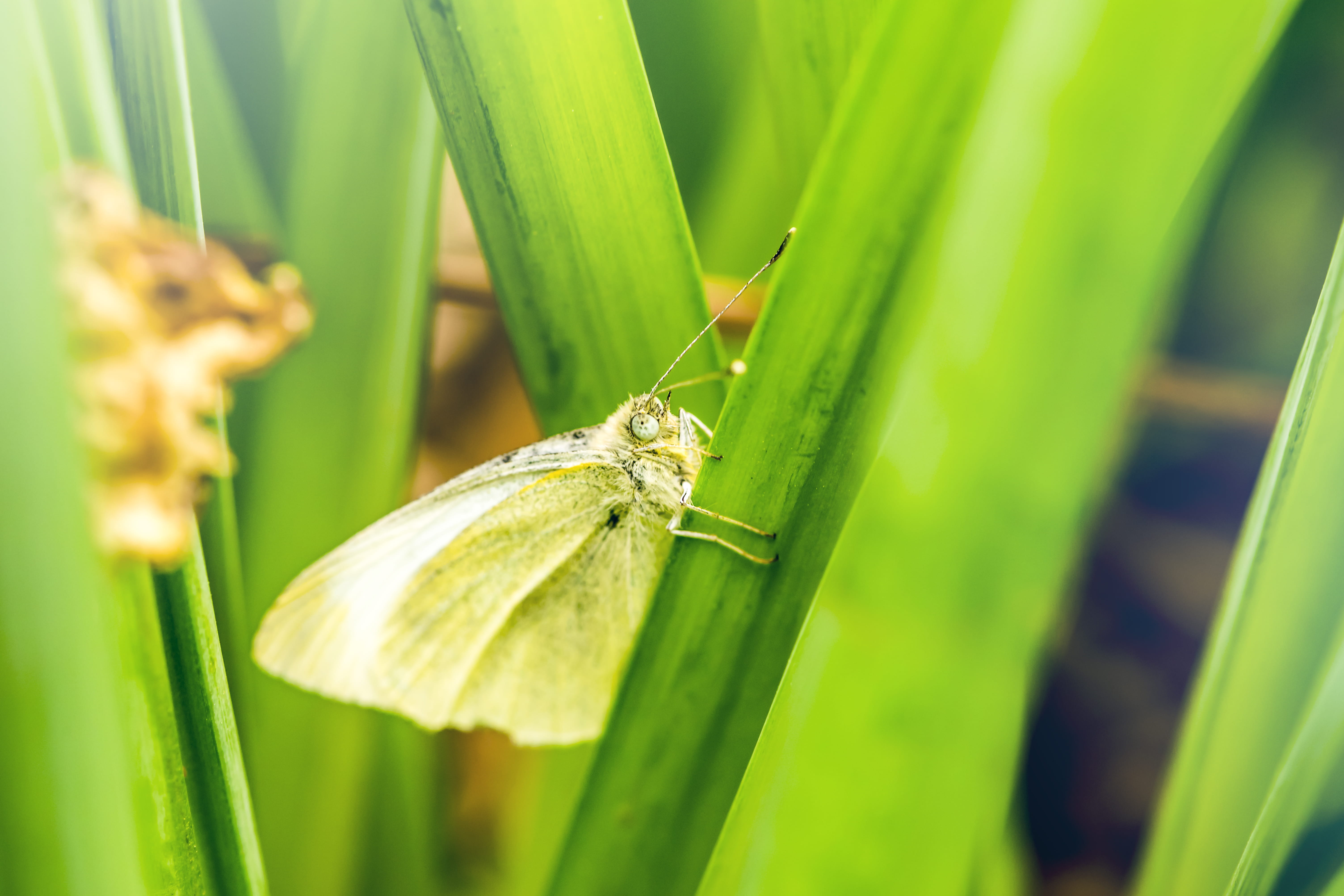 animals in the wild, green, bird, outdoors, one animal, no people, blade of grass, day, beauty in nature, 5K, moth, animal themes, veins, photography, HD Wallpaper