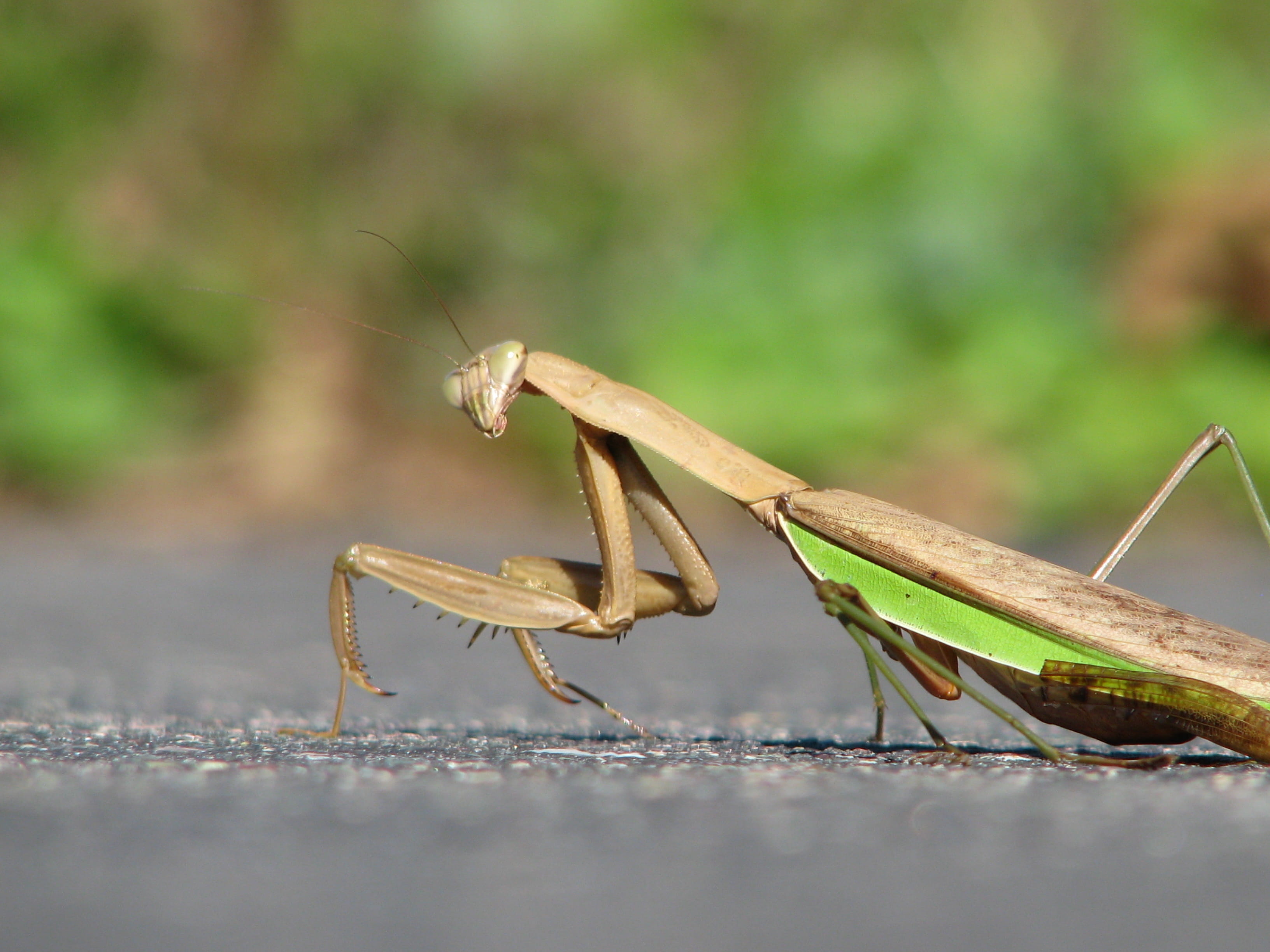 flower, day, animal antenna, 2K, bug, grasshoper, blossom, grey, invertebrate, no people, mantis, grasshopper, surface level, animals in the wild, street, HD Wallpaper