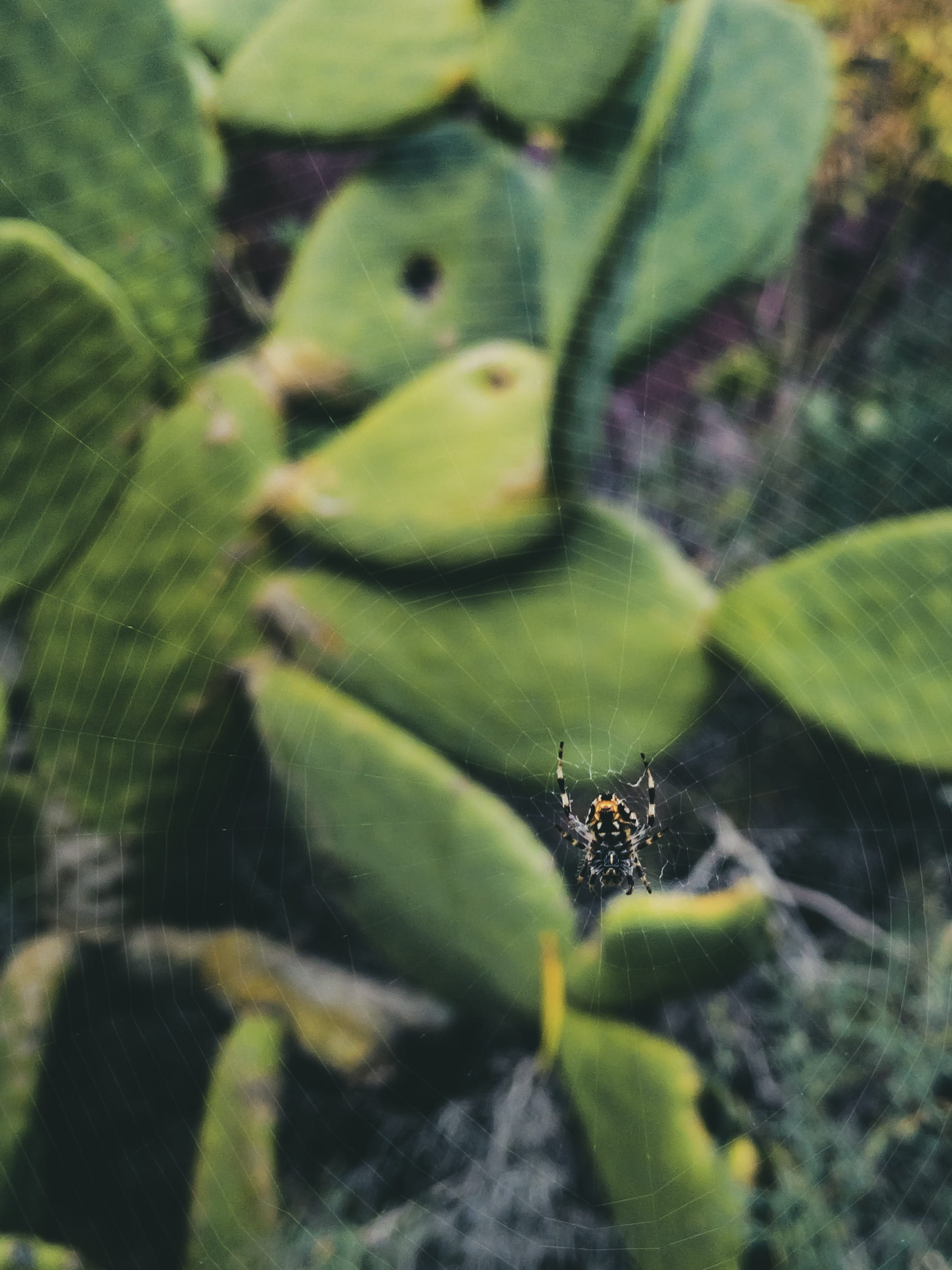 arachnid, fern, plant, day, grasshoper, plant part, nature, fragility, outdoors, selective focus, bird, spider web, tarantula, leaf, cricket insect, green color, Phone HD Wallpaper