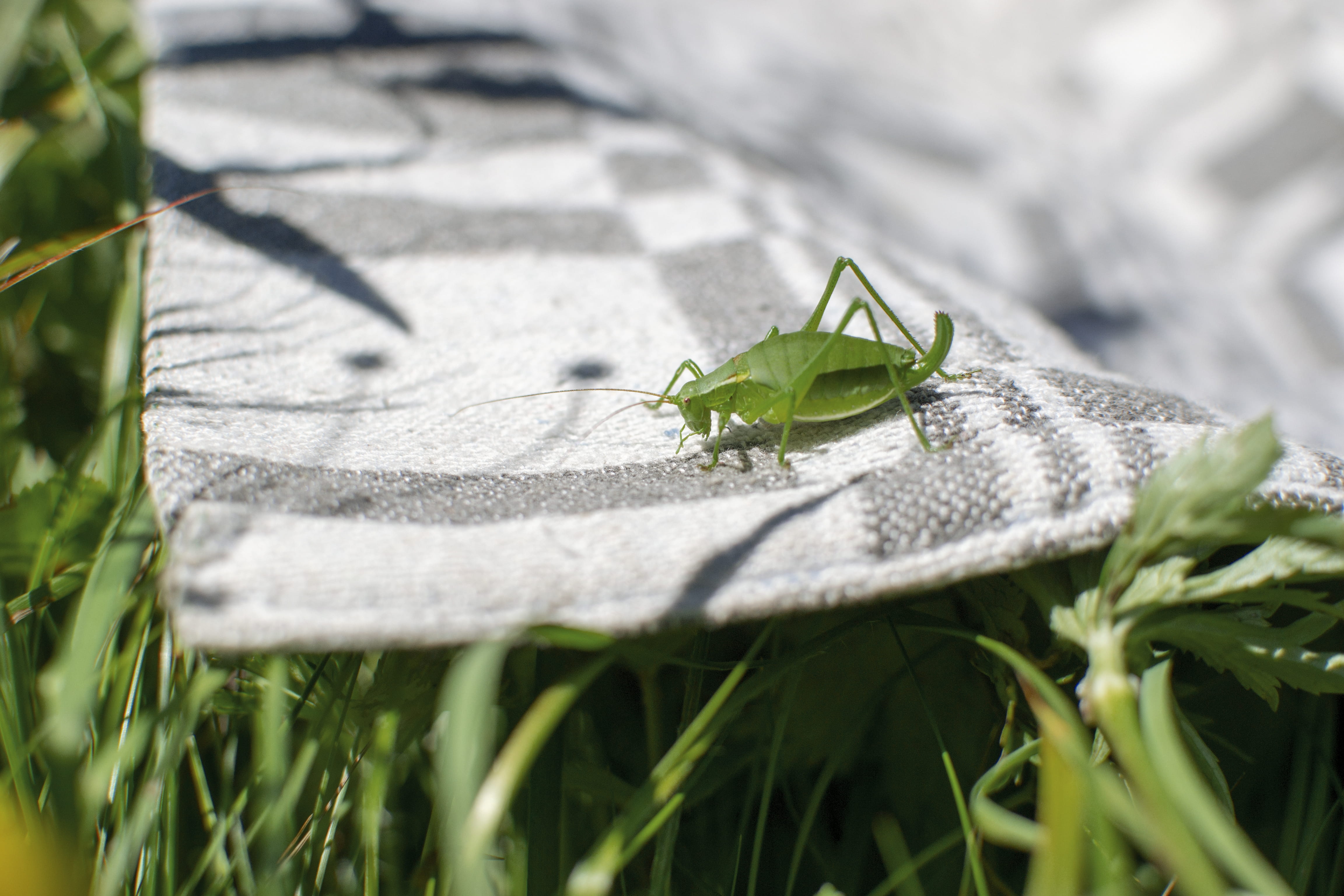 grass, animals in the wild, green color, small, snake, nature, shadow, plant, aphid, animal themes, grasshoper, rug, no people, close-up, green, animal, HD Wallpaper