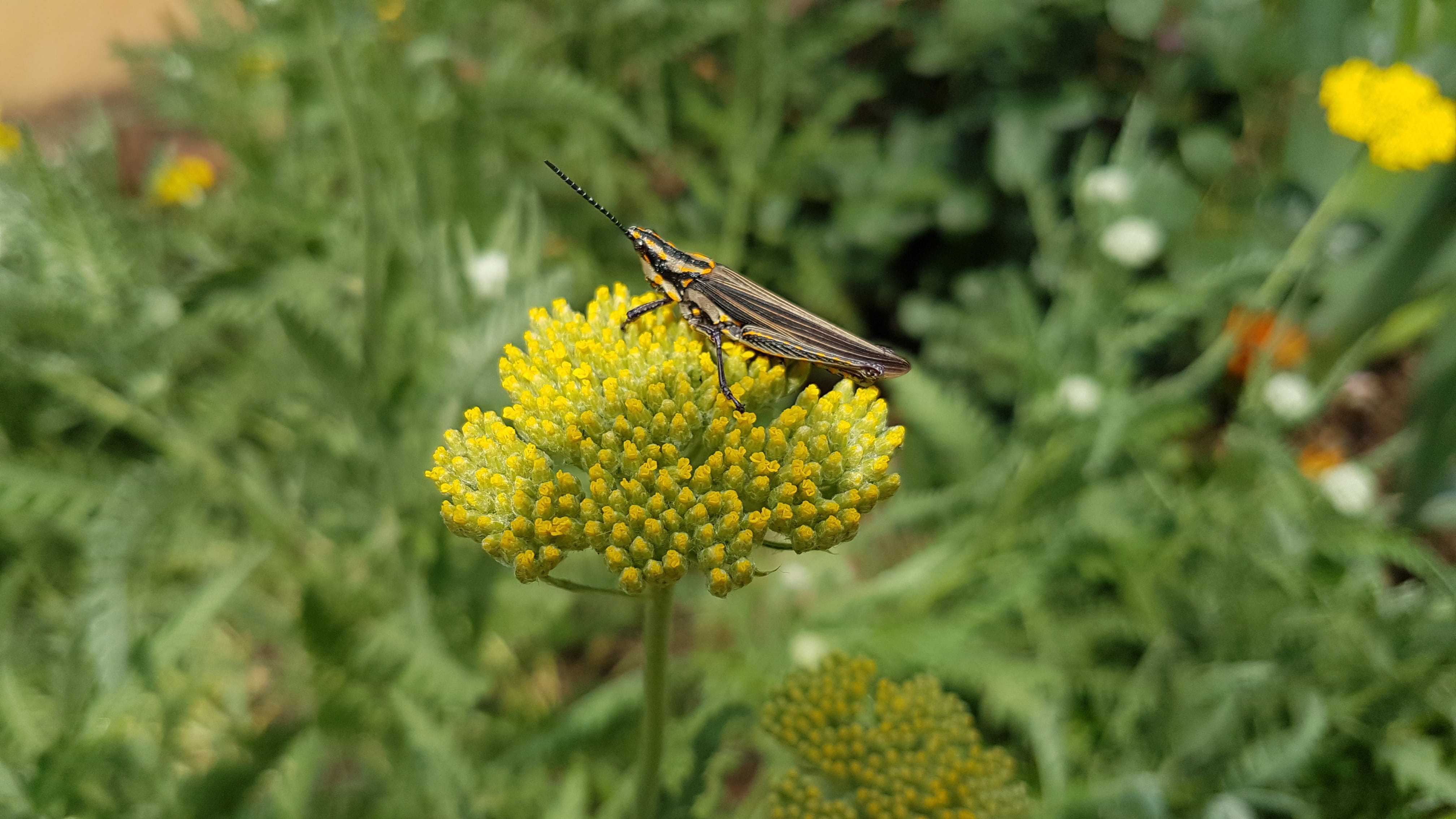 flower head, bee, howick, animal themes, pollination, plant, growth, 7 mansfield rd, south africa, blossom, asteraceae, apiaceae, insect, animals in the wild, HD Wallpaper