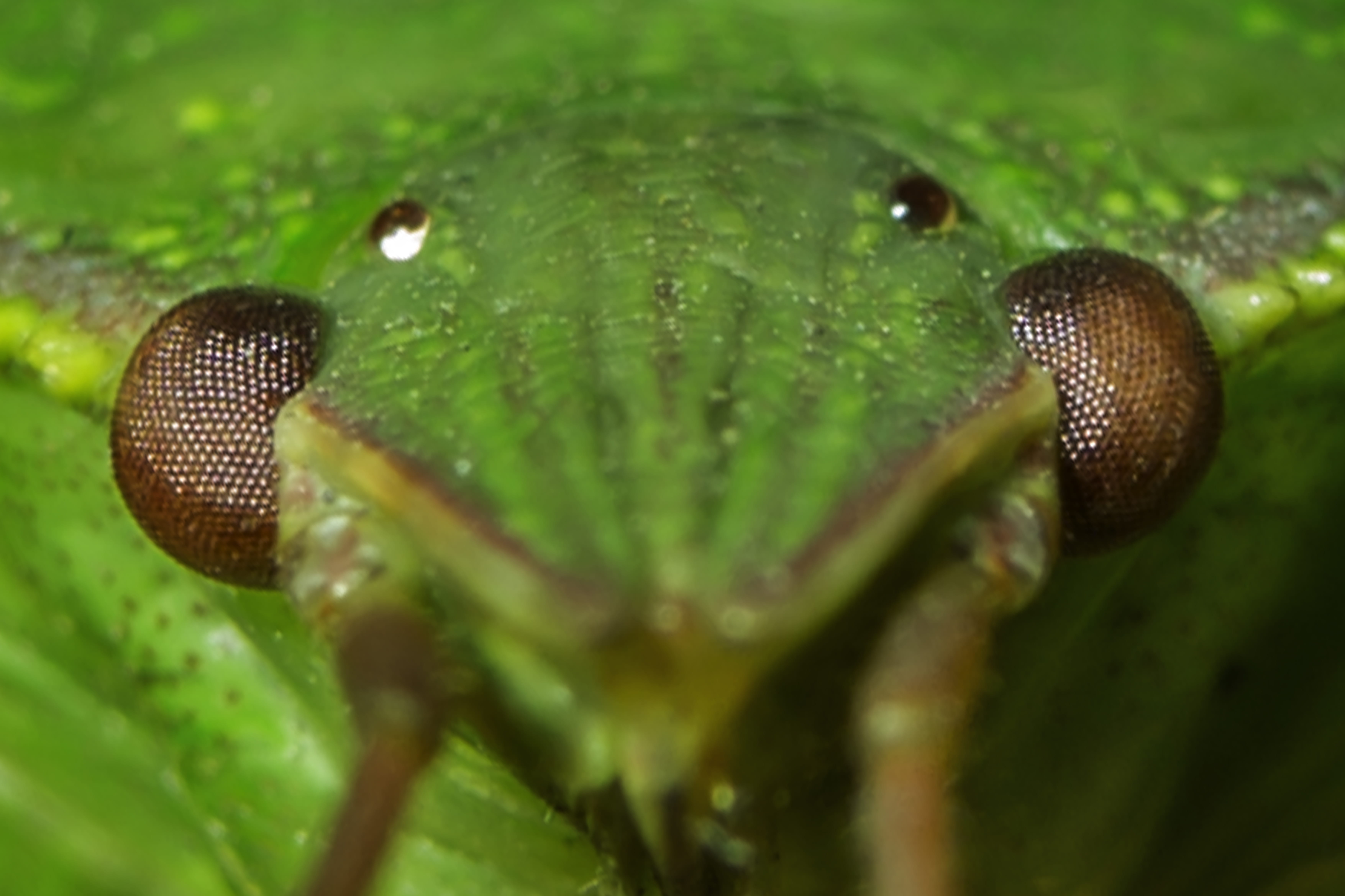 firefly, andrena, snail, green color, leaf, animal, cockroach, no people, plant part, day, wasp, ant, fly, insect, animal themes, grasshopper, plant, animal eye, HD Wallpaper