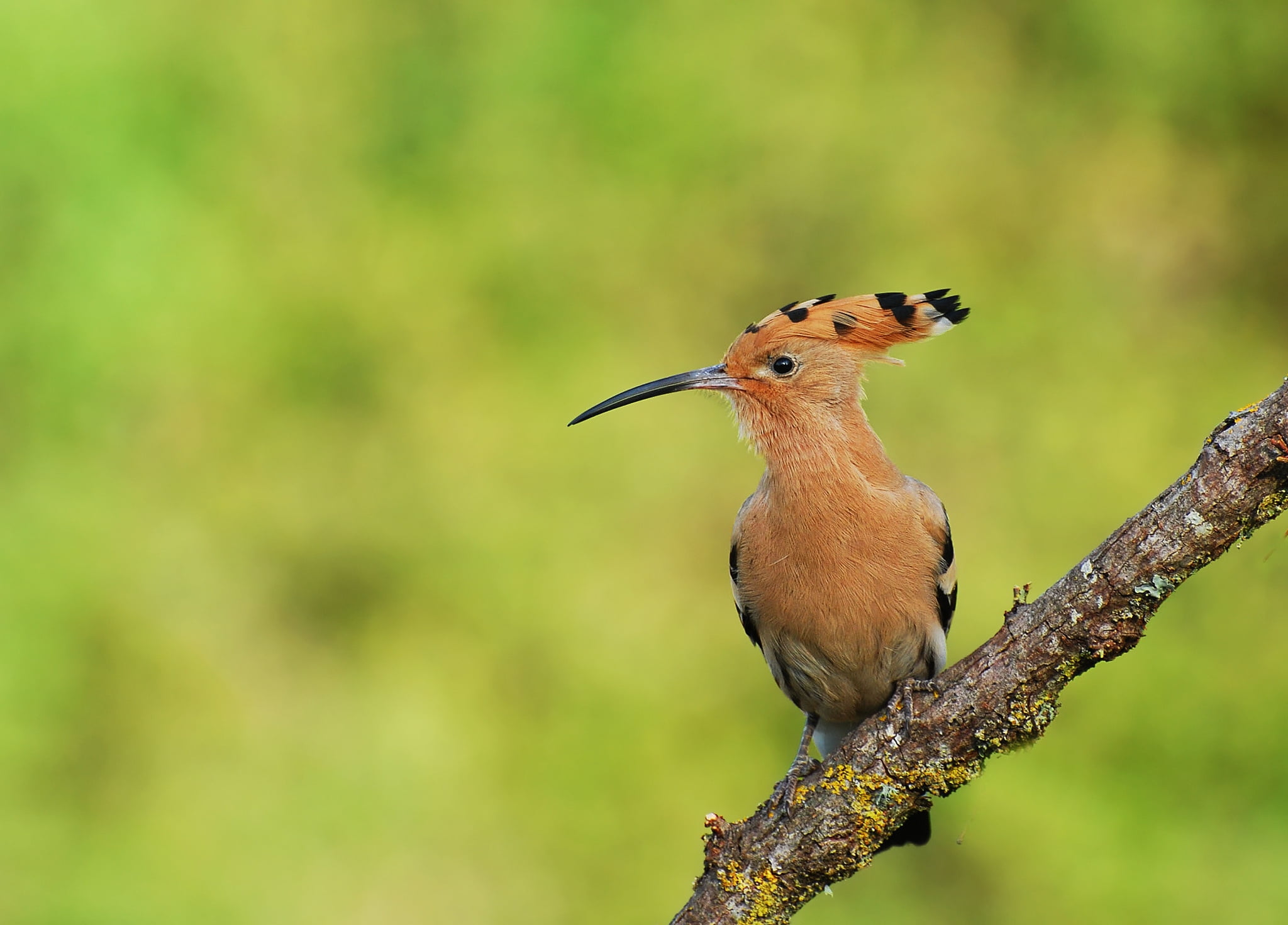 perching, sit, animal themes, close-up, birds, brown, feather, multi Colored, outdoors, eurasian, woodpecker, yellow, bird Watching, day, wildlife, animal wildlife, HD Wallpaper