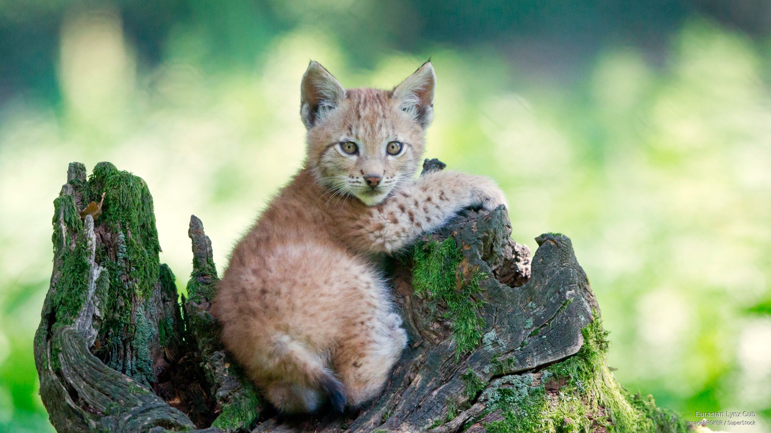 cub, 2K, Animals, eurasian, lynx, HD Wallpaper