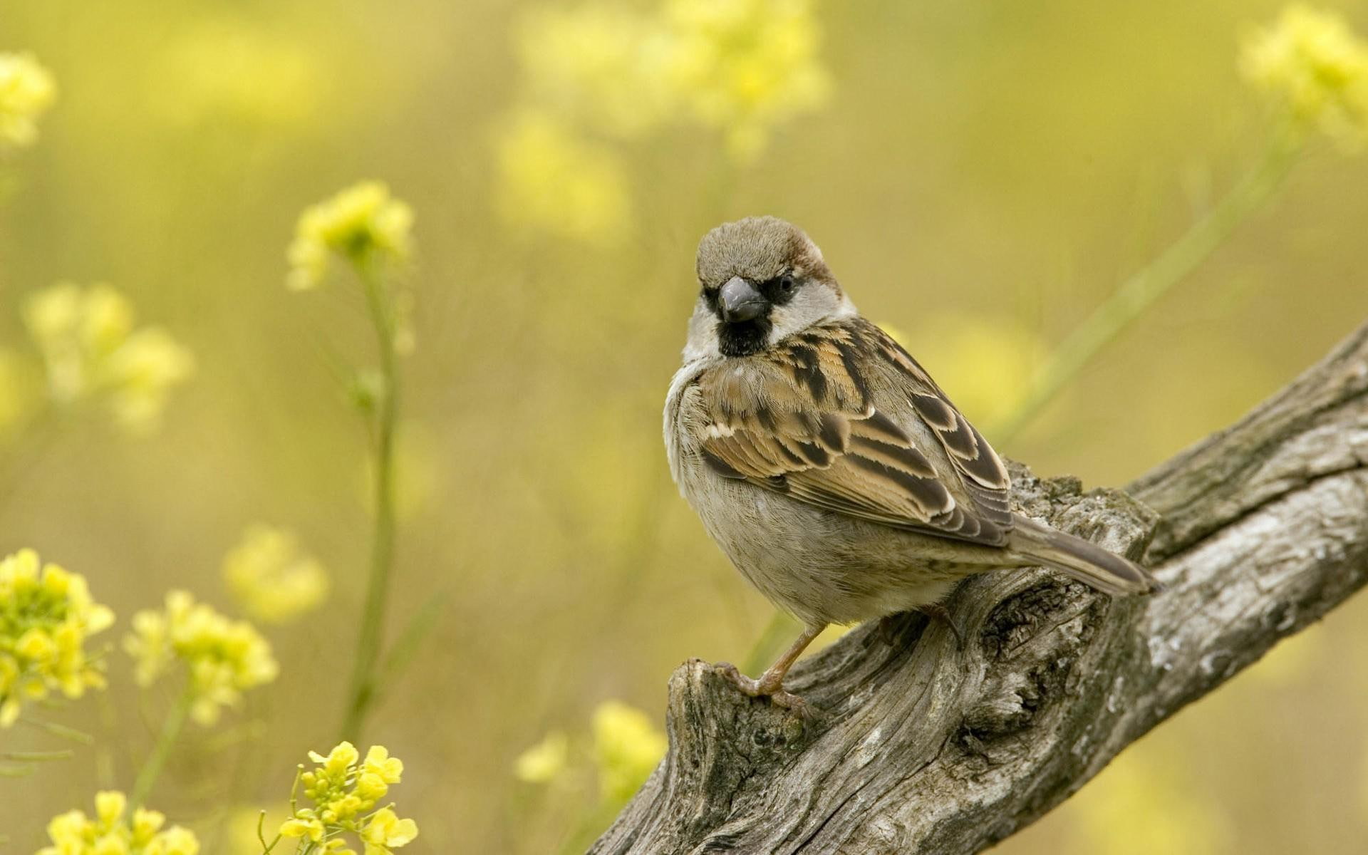 tree, sparrow, branch, animals, 1920x1200, bird, eurasian, 1080P, HD Wallpaper