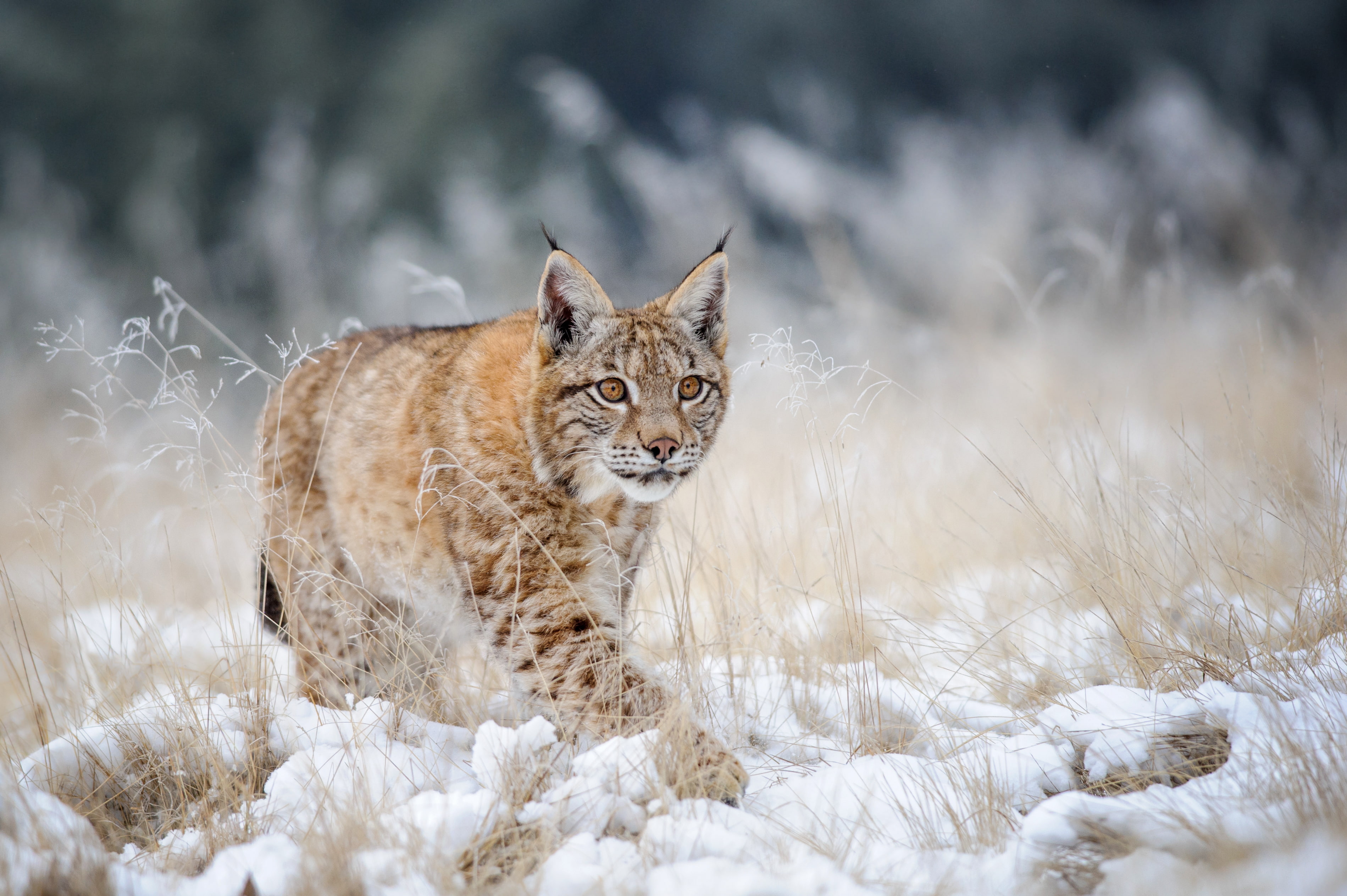 2K, Eurasian Lynx Cub Walking On Snow With High Yellow Grass, HD Wallpaper