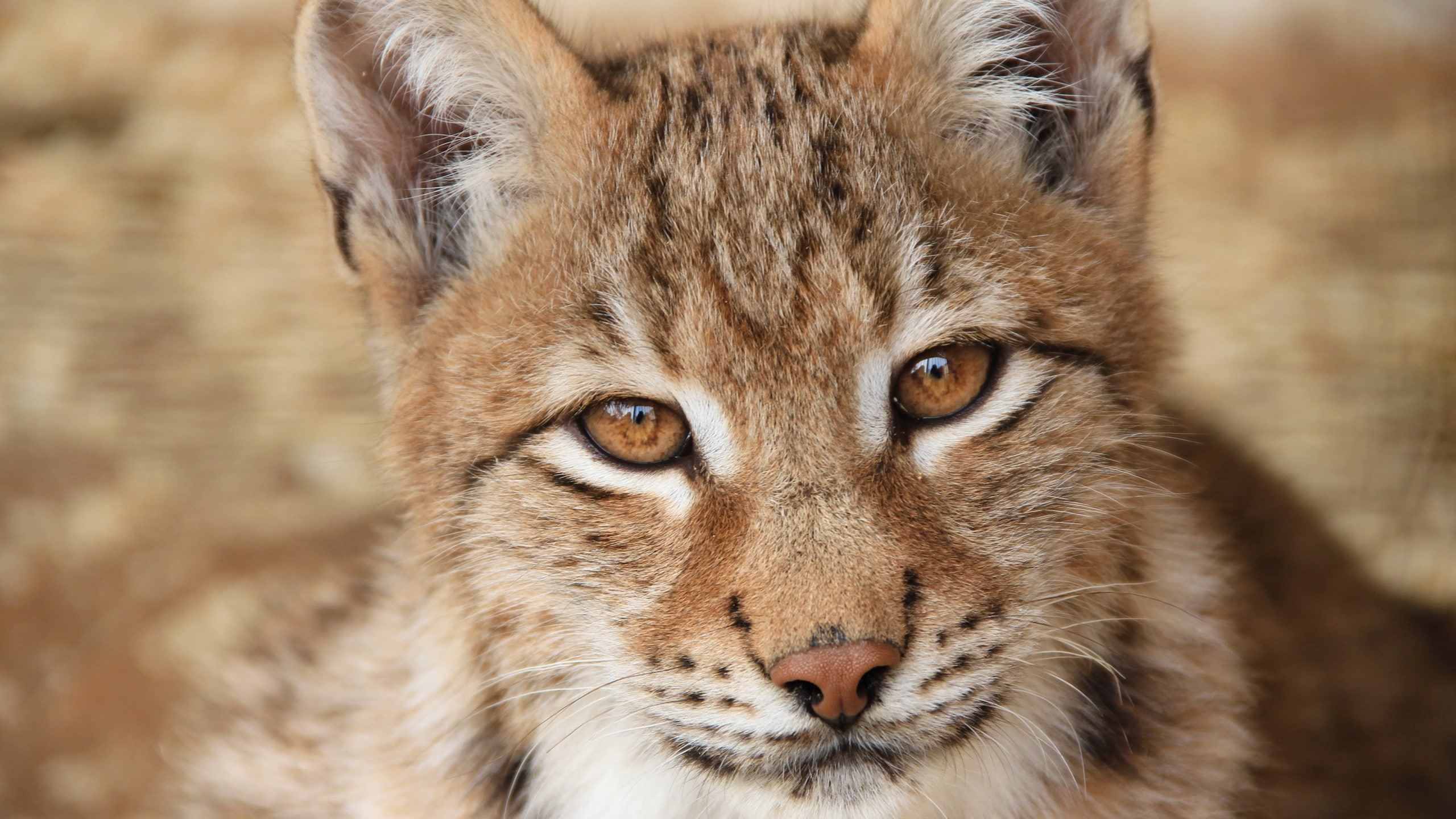 yellow eyes, feline, no people, close-up, mammal, cat, whisker, one animal, big cat, eurasian lynx face picture, animal eye, focus on foreground, animals in the wild, HD Wallpaper