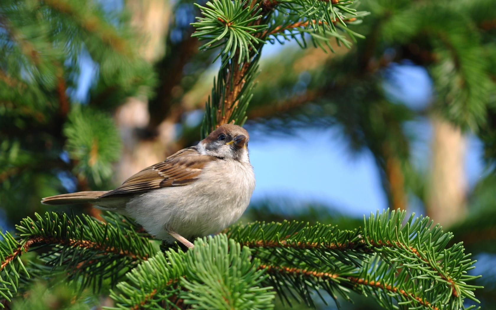 animal wildlife, tree, snow, small, no people, branch, focus on foreground, one Animal, pine, plant, green Color, coniferous tree, animal, animals In The Wild, HD Wallpaper