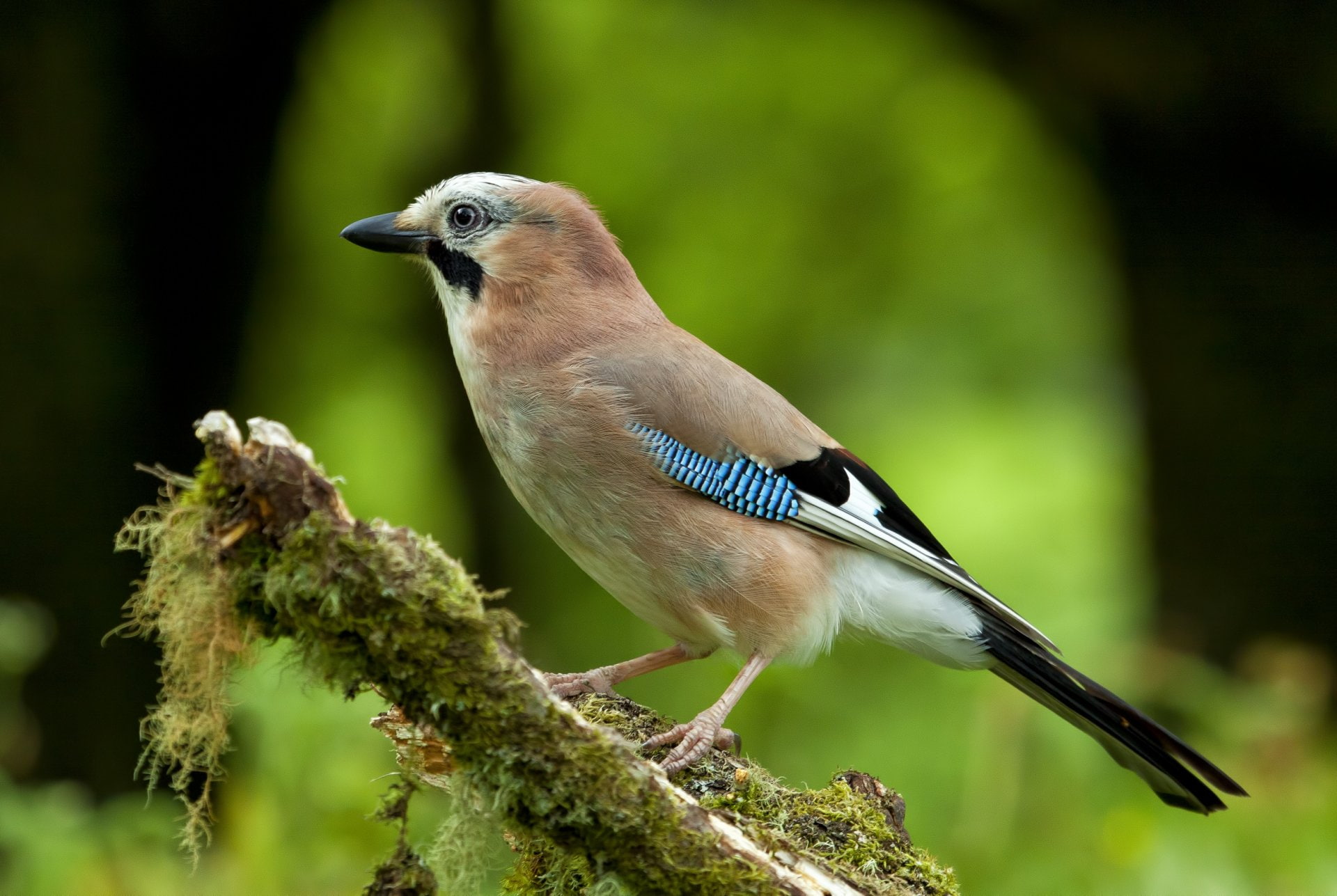 1080P, Eurasian Jay, Animal, Bird, HD Wallpaper