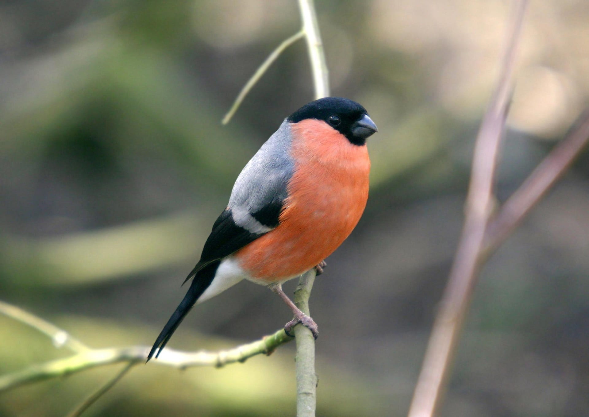 no people, perched, portrait, sparrow, feather, 1080P, perching, nature, focus, branch, wing, animals in the wild, eurasian bullfinch, photo, full length, HD Wallpaper
